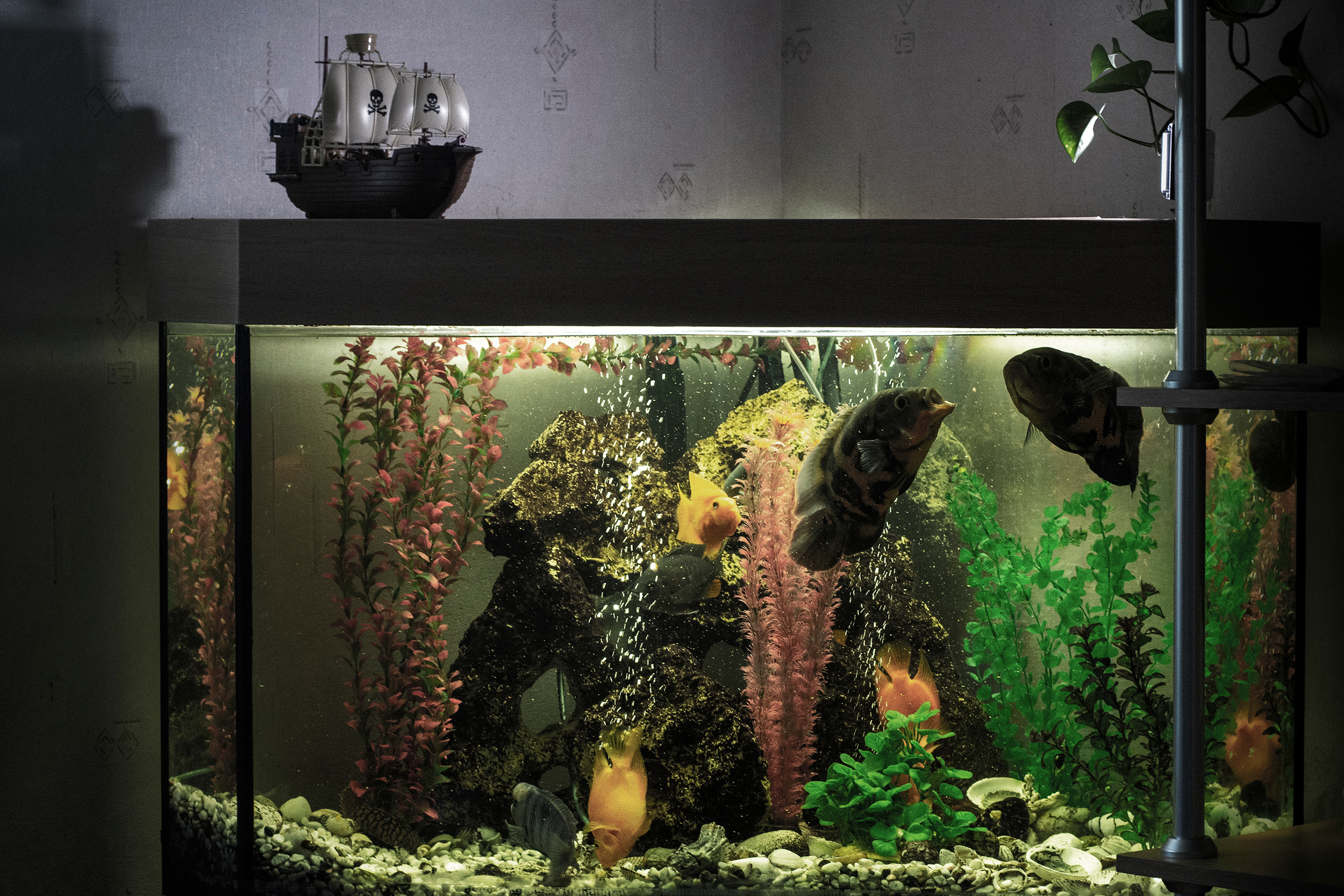 Аквариум у меня дома