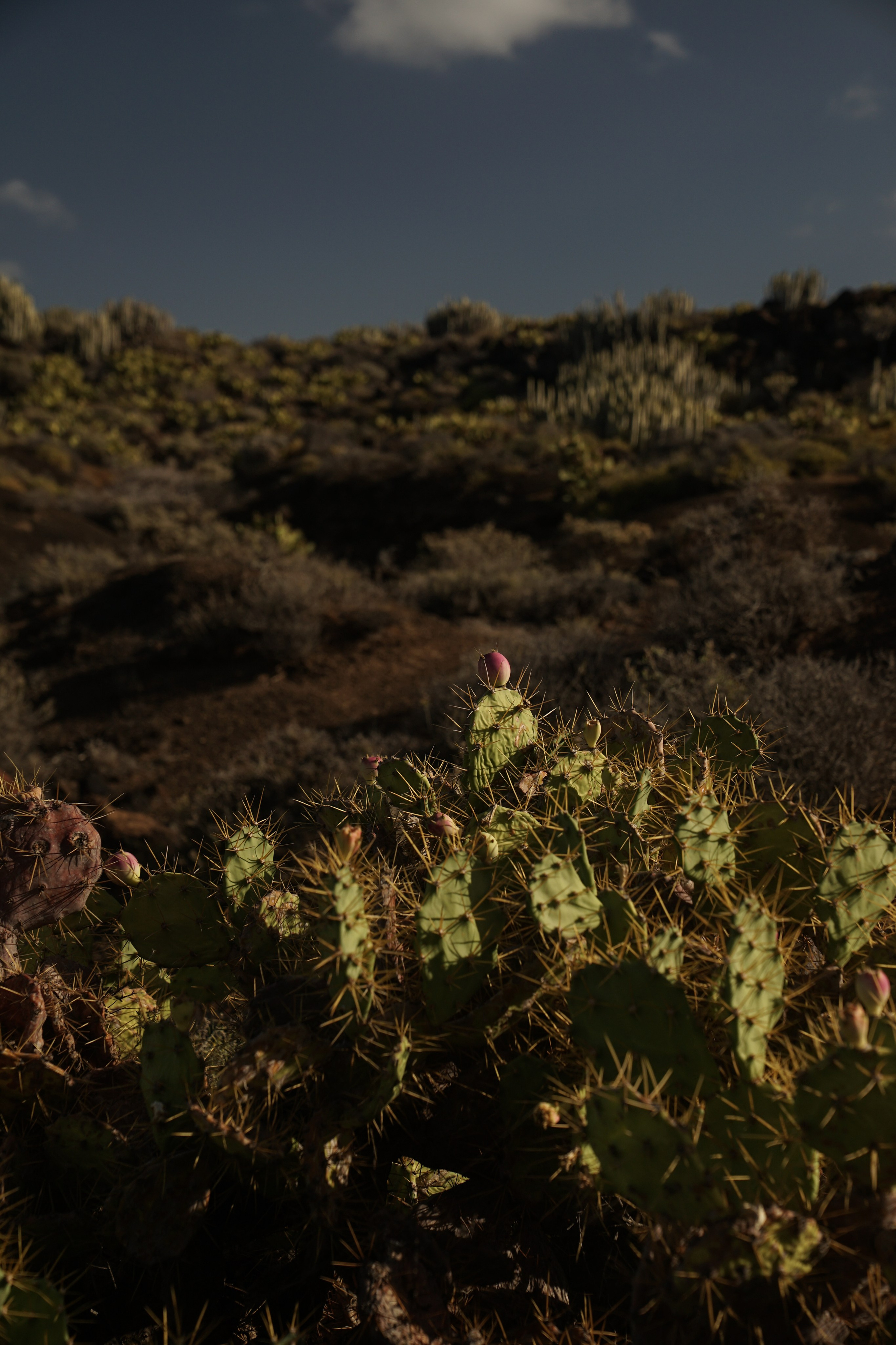 Tenerife. Фотограф и видеограф в Израиле Соня Скай