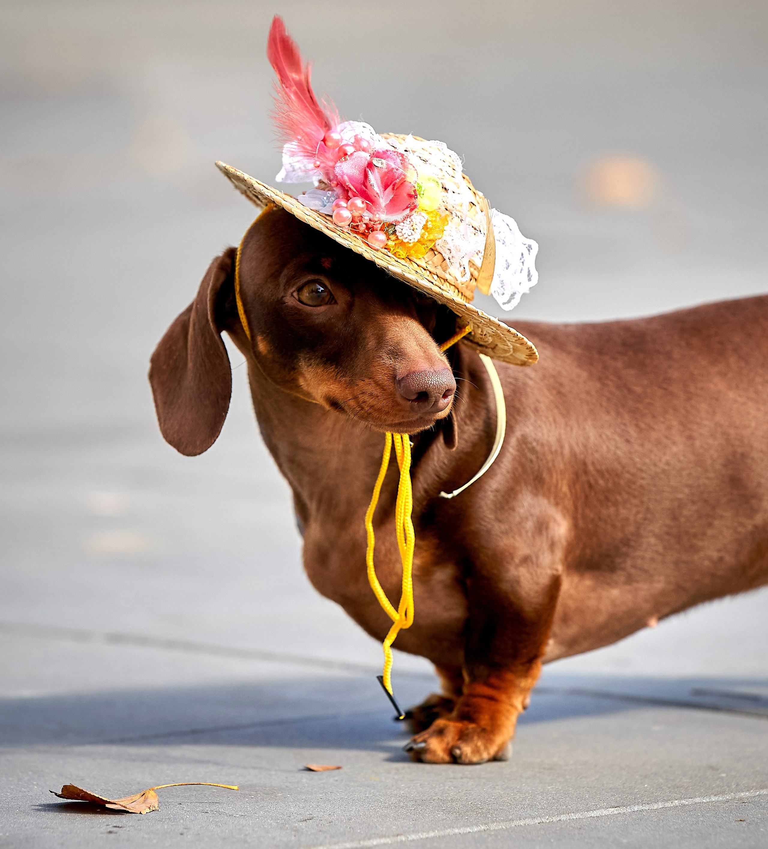 Прогулка с собакой летом в городе