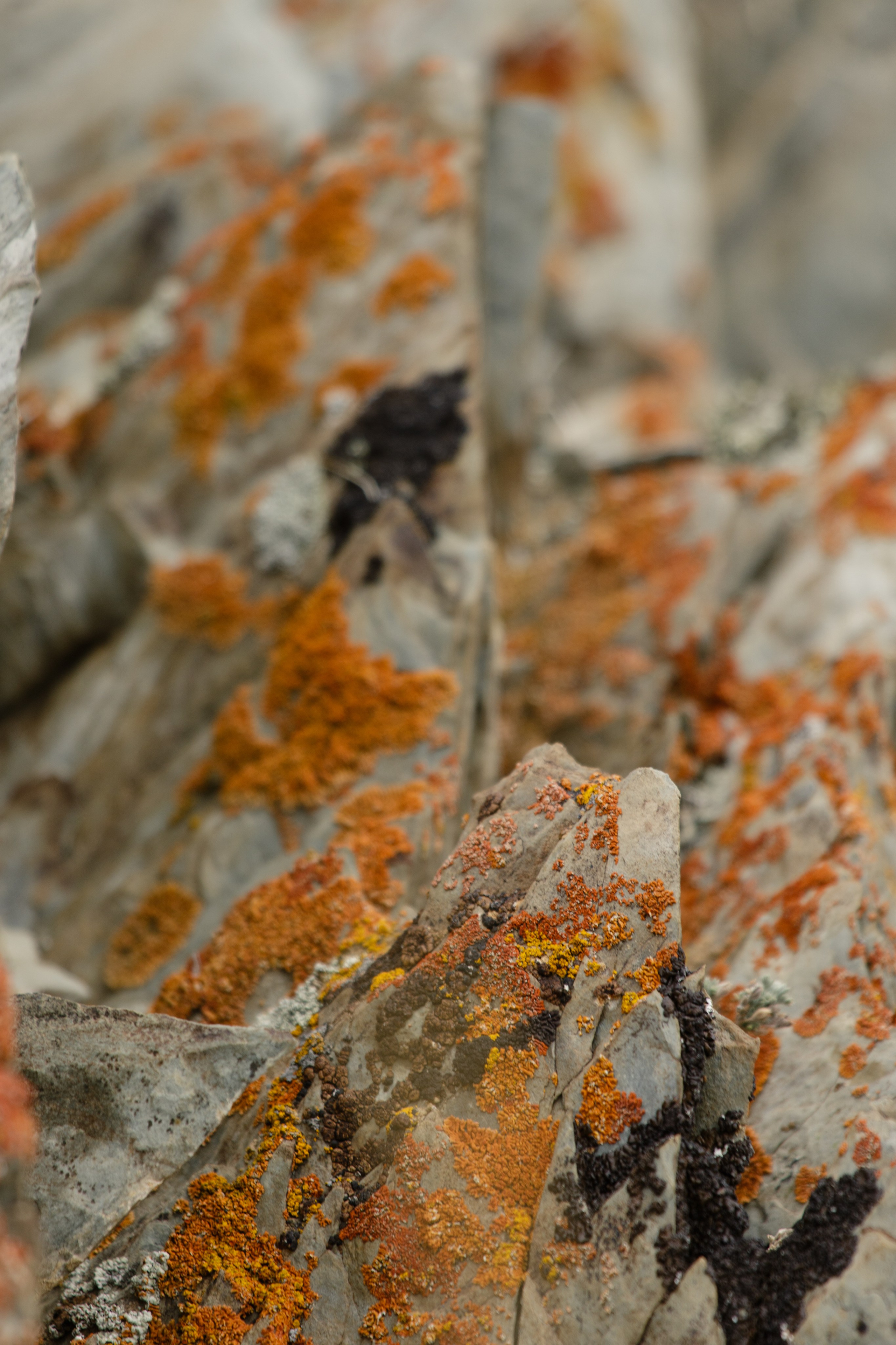 Горный Алтай. Фотограф Кирилл Мешков Кемерово