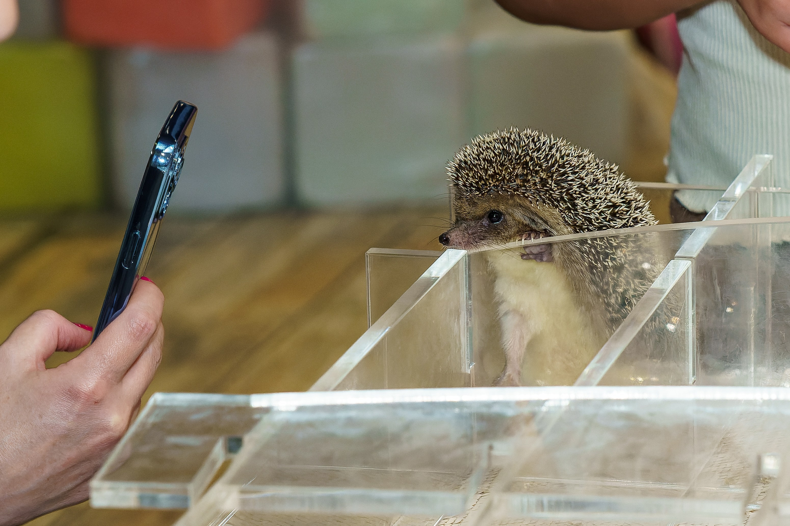 Фотосъёмка день рождения, детский праздник, семейный праздник. «Студия DRONAVT`s» — видеосъёмка и фотография г. Москва