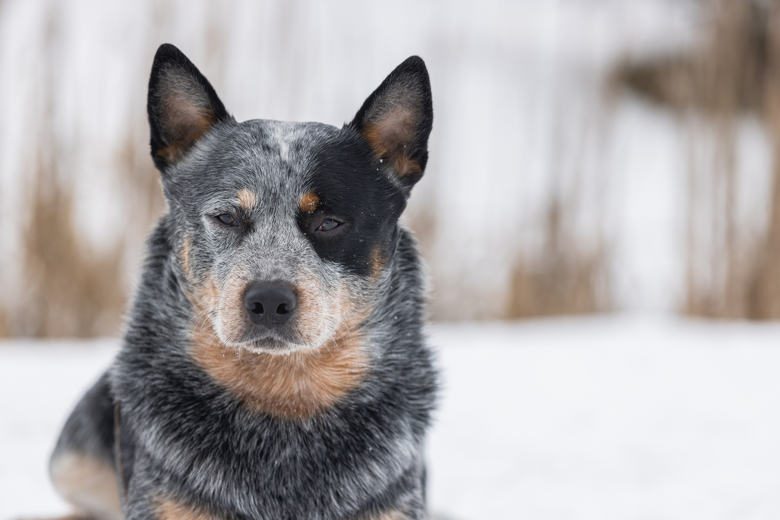 Фотограф Алена Звездина