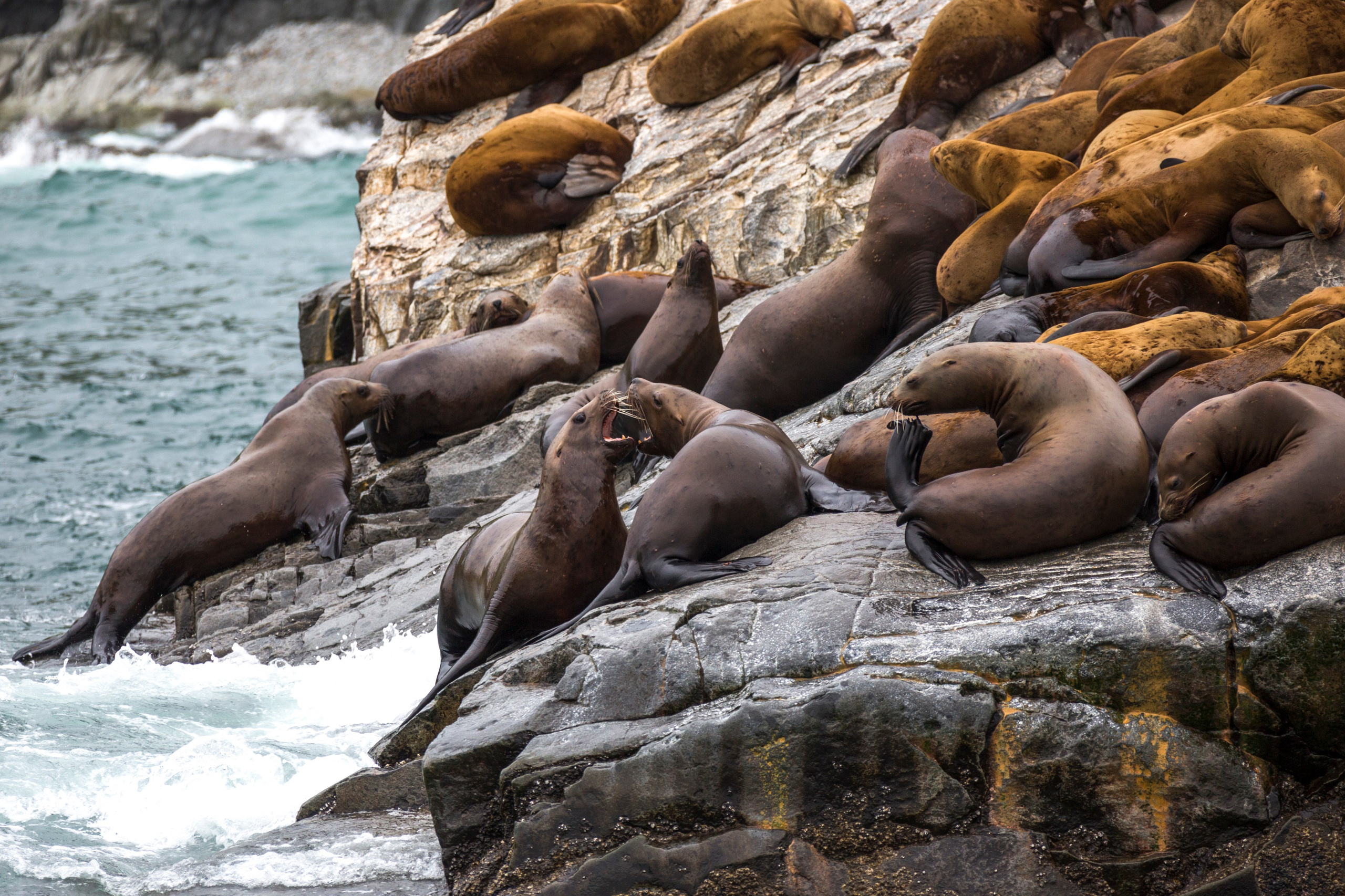 Русская бухта — дикая природа и морские маршруты Камчатки. Время Камчатки: чтобы найти свой путь, нужно скорость умножить на время