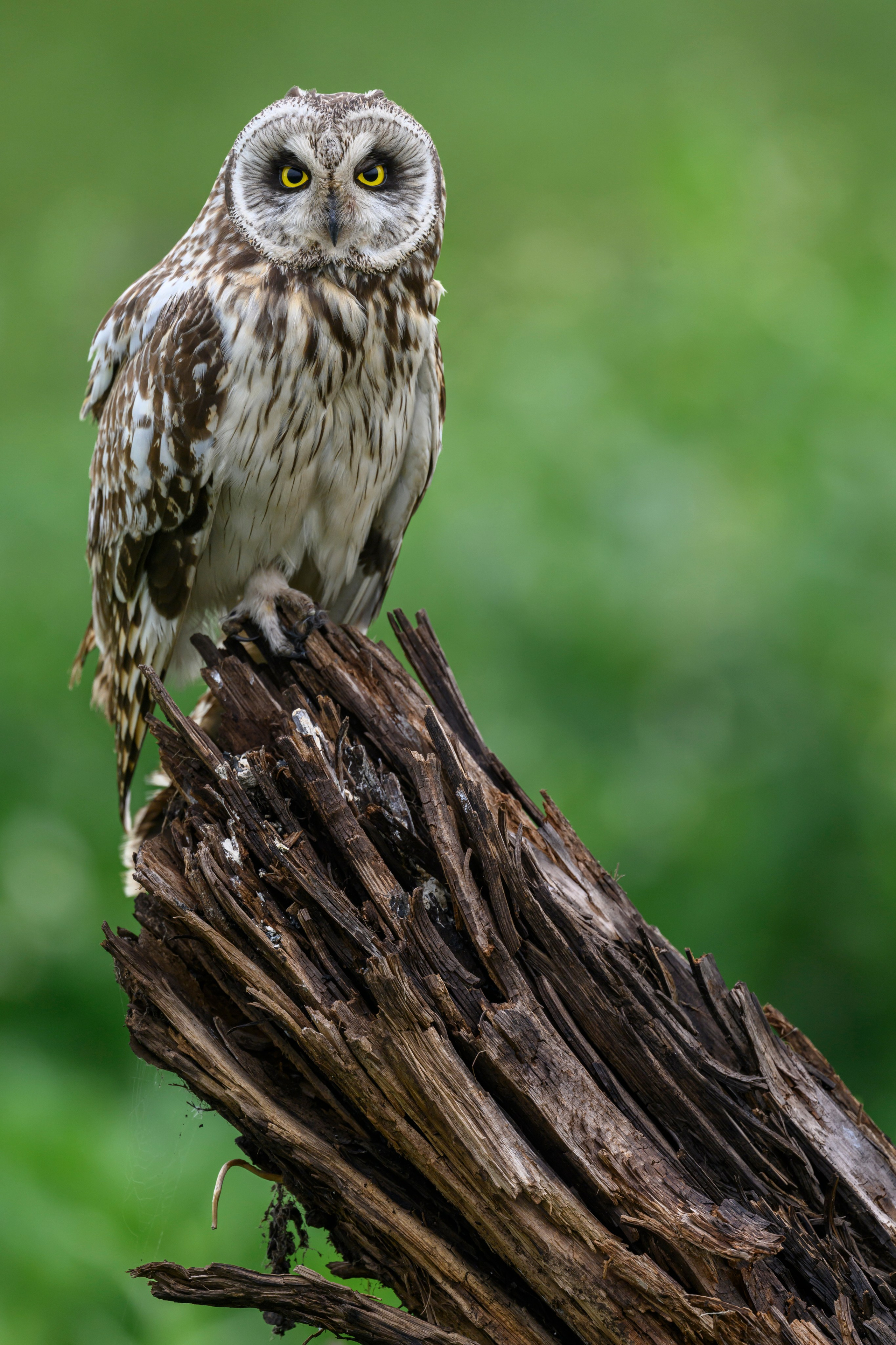 Мэрилин Монро | Marilyn Monroe. Фотограф Сергей Пупонин