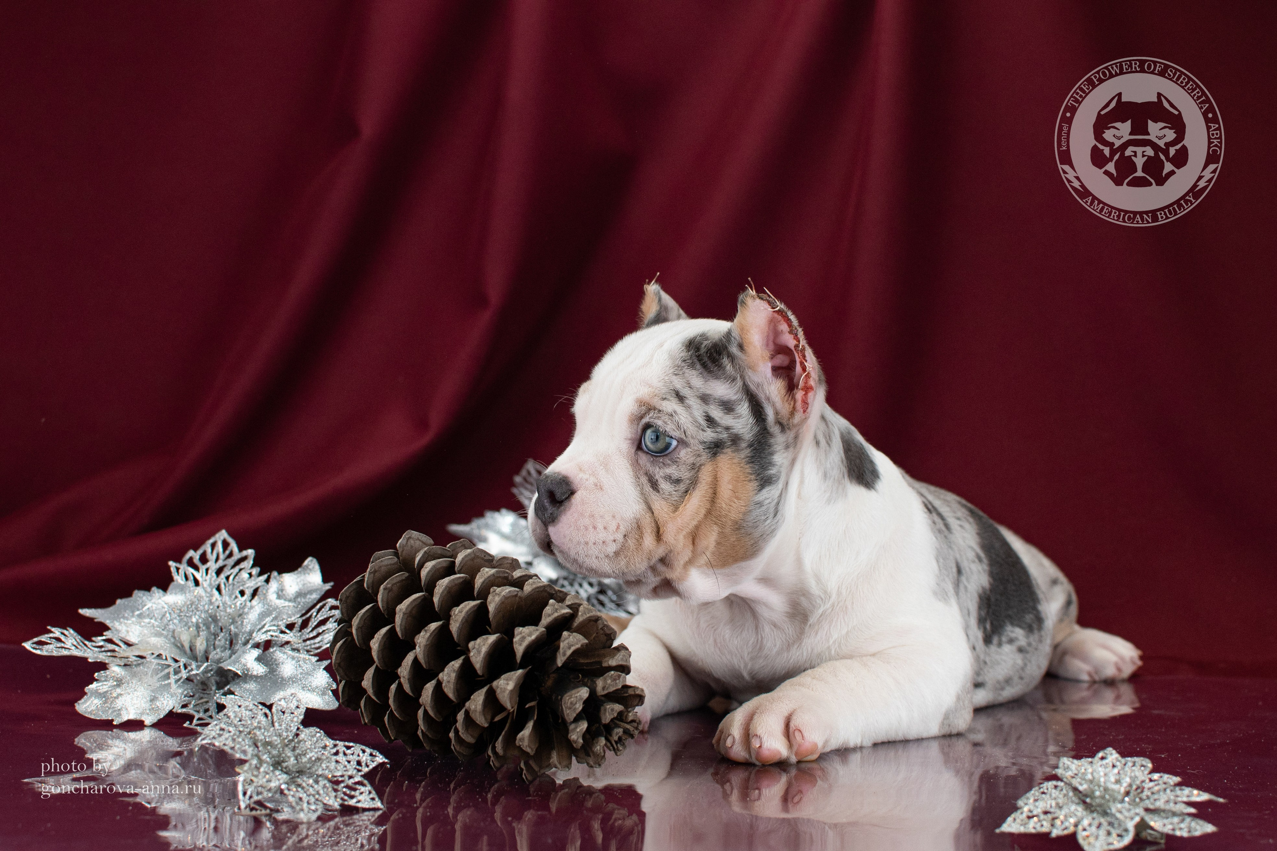 кобель на вязку Американский булли в Красноярске