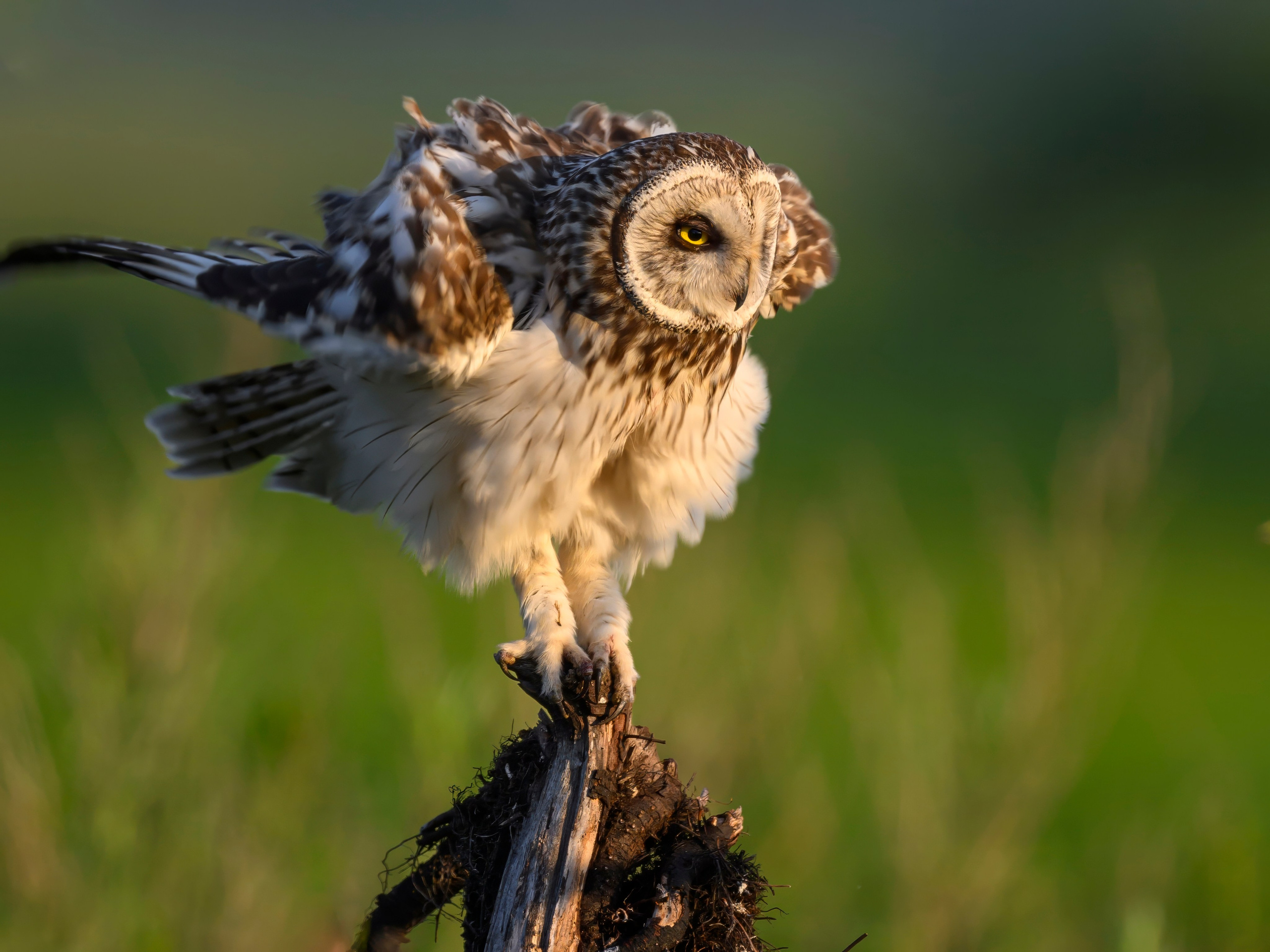 Совы и кулики. Фотограф Сергей Пупонин