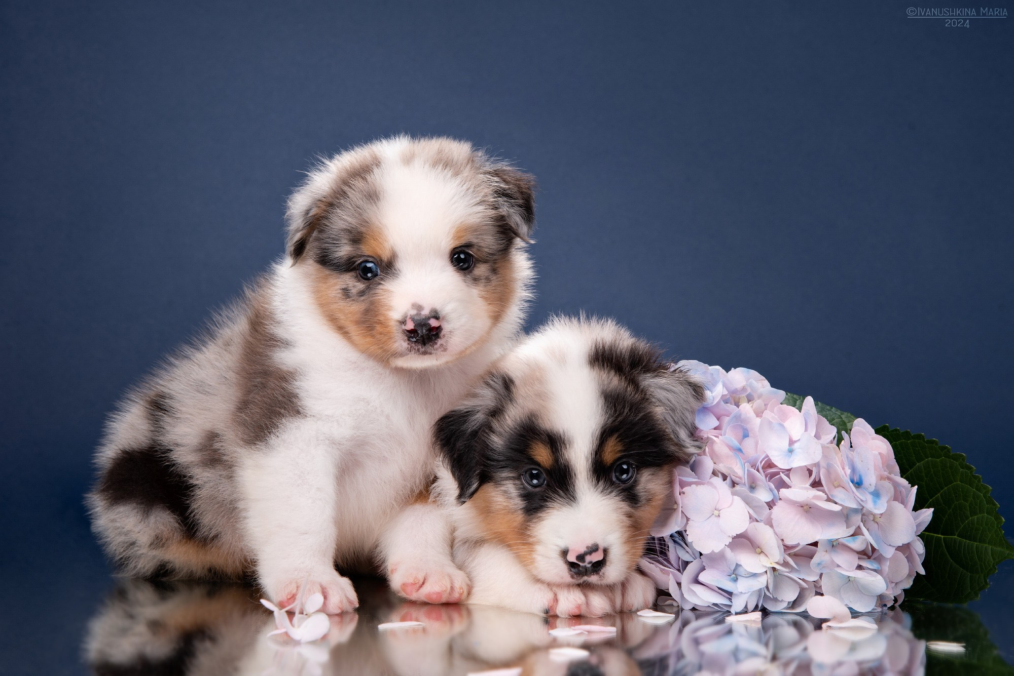 Фотосессия щенков на фонах. Фотограф собак в Москве и Московской области Иванушкина Мария