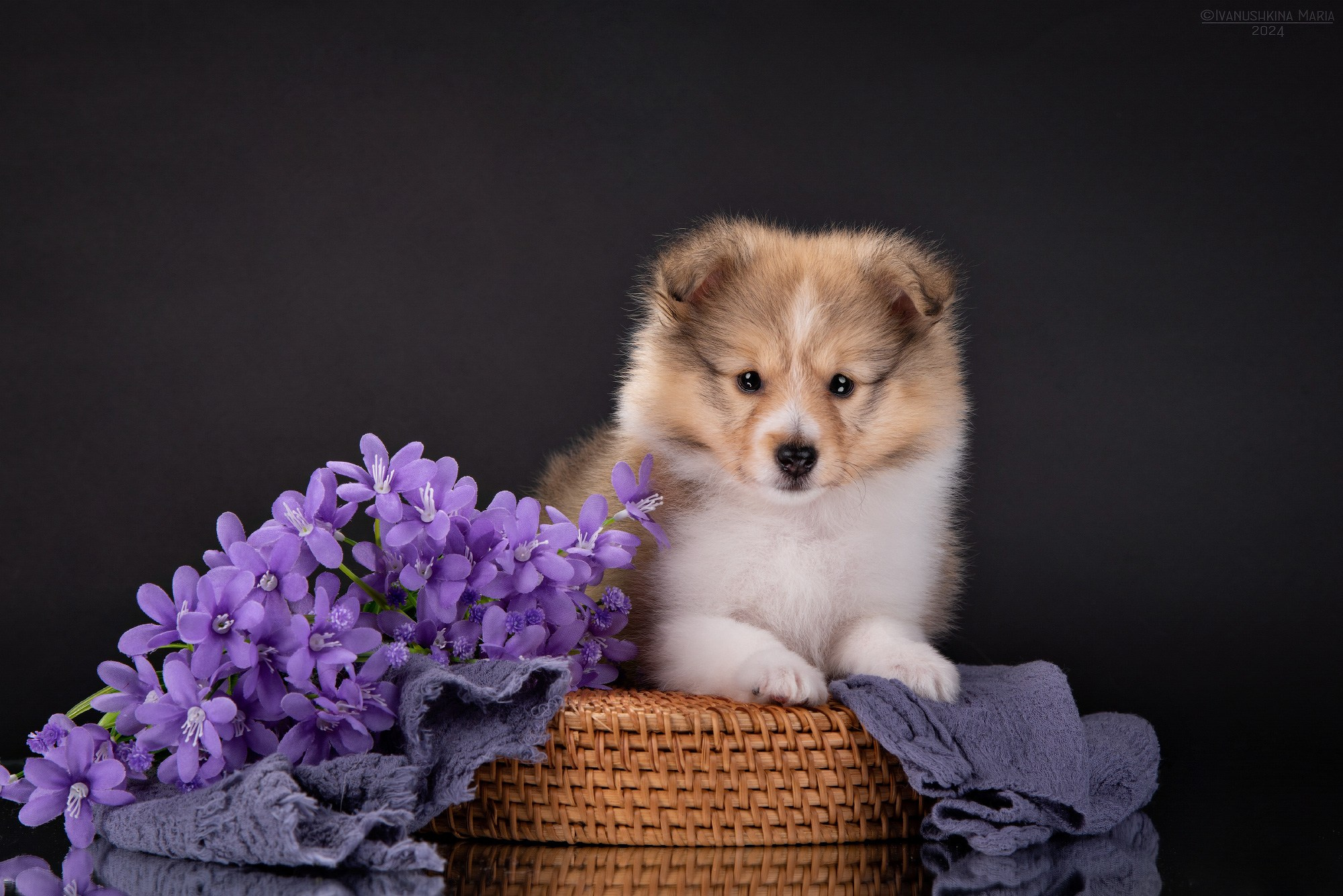 Фотосессия щенков на фонах. Фотограф собак в Москве и Московской области Иванушкина Мария
