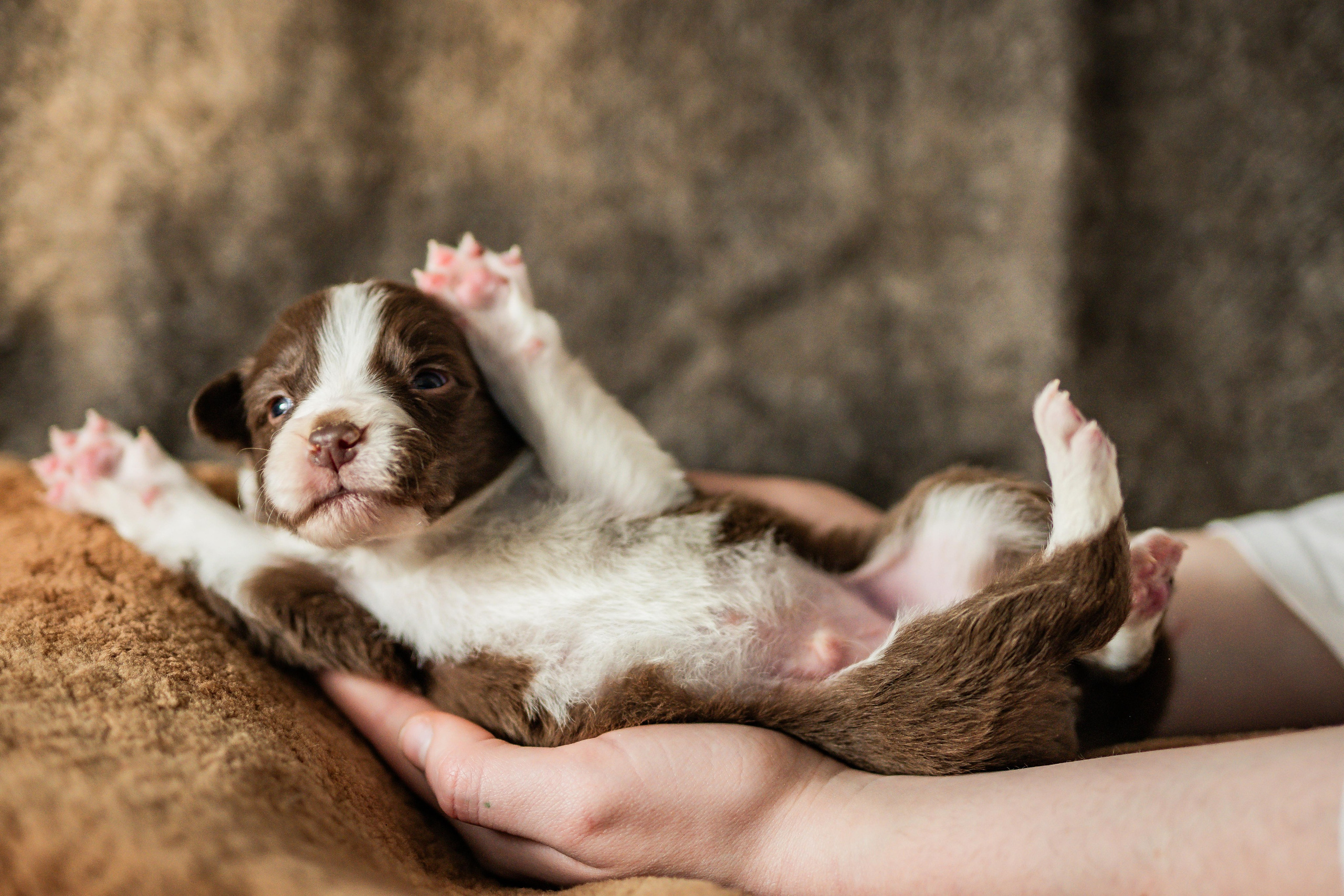 Фритсвит. Семейный фотограф Ефремова Виктория