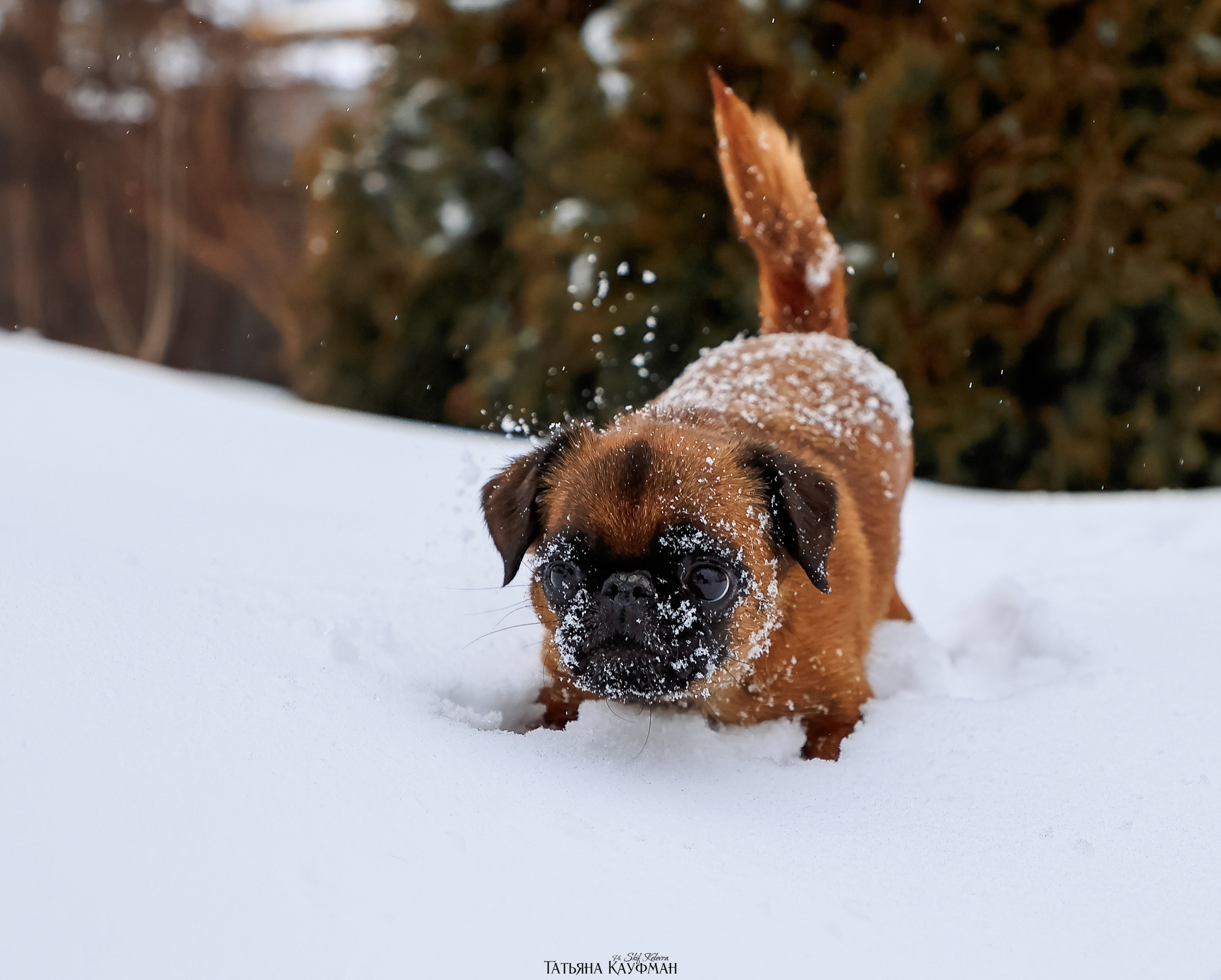 Малый брабансон, фотография брабансон, красивая собака, фотограф анималист, фотокурс Анималистика, научиться фотографировать собак, фотограф Новосибирск