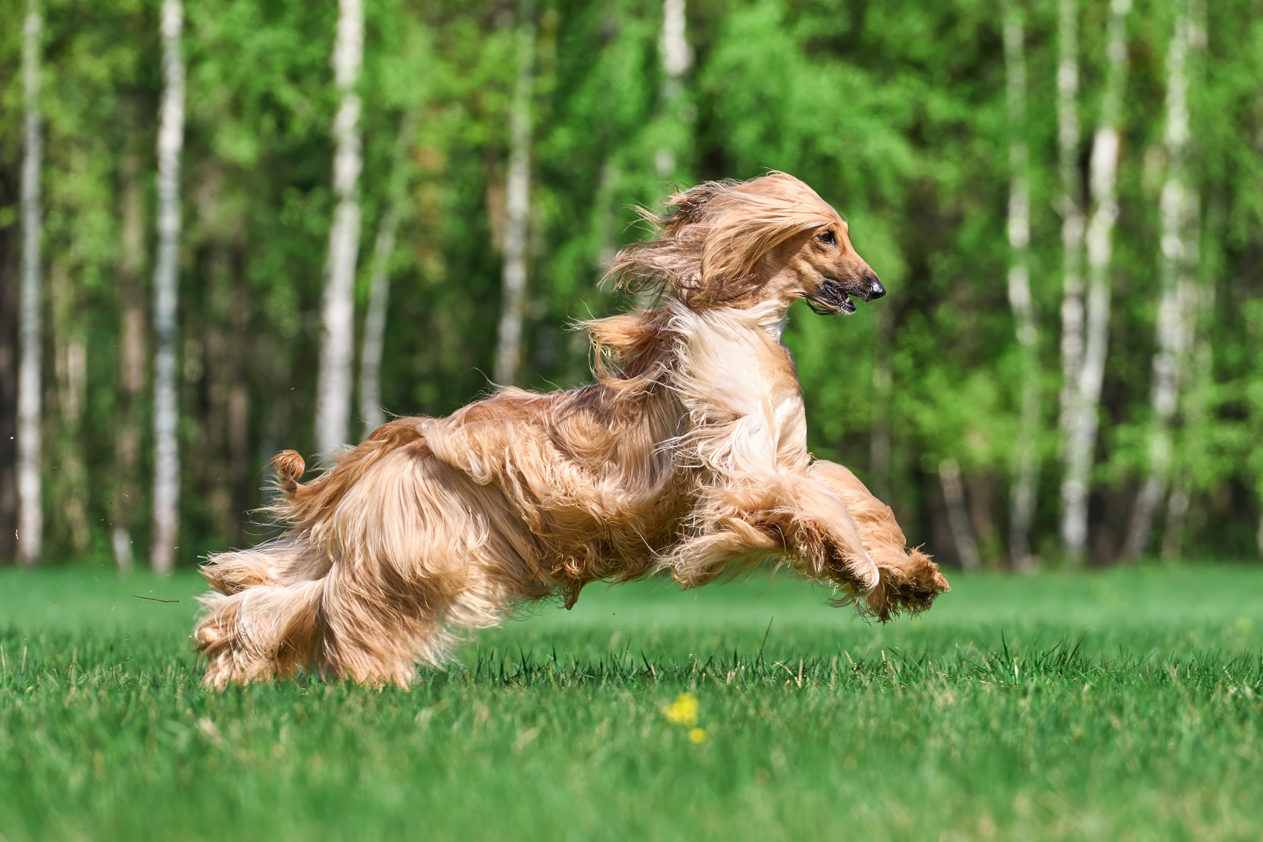 Тренировка по курсингу Донино. Фотограф-анималист Михаил Манухин