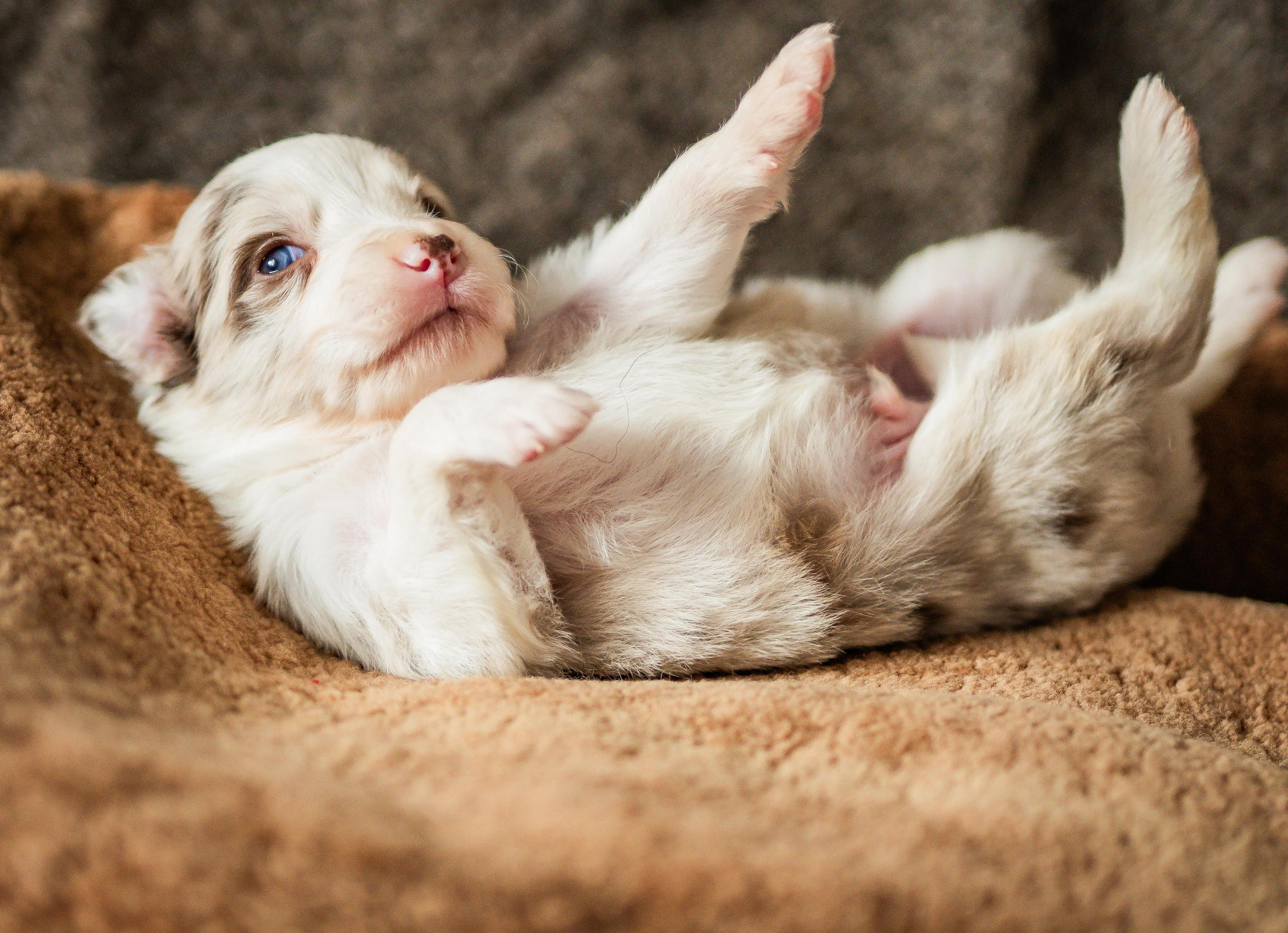 Фритсвит. Семейный фотограф Ефремова Виктория