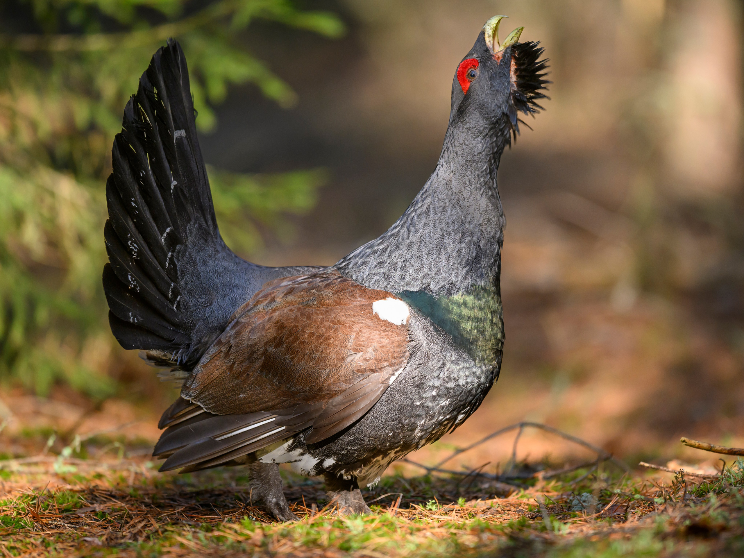 Глухарь / Wood grouse. Фотограф Сергей Пупонин