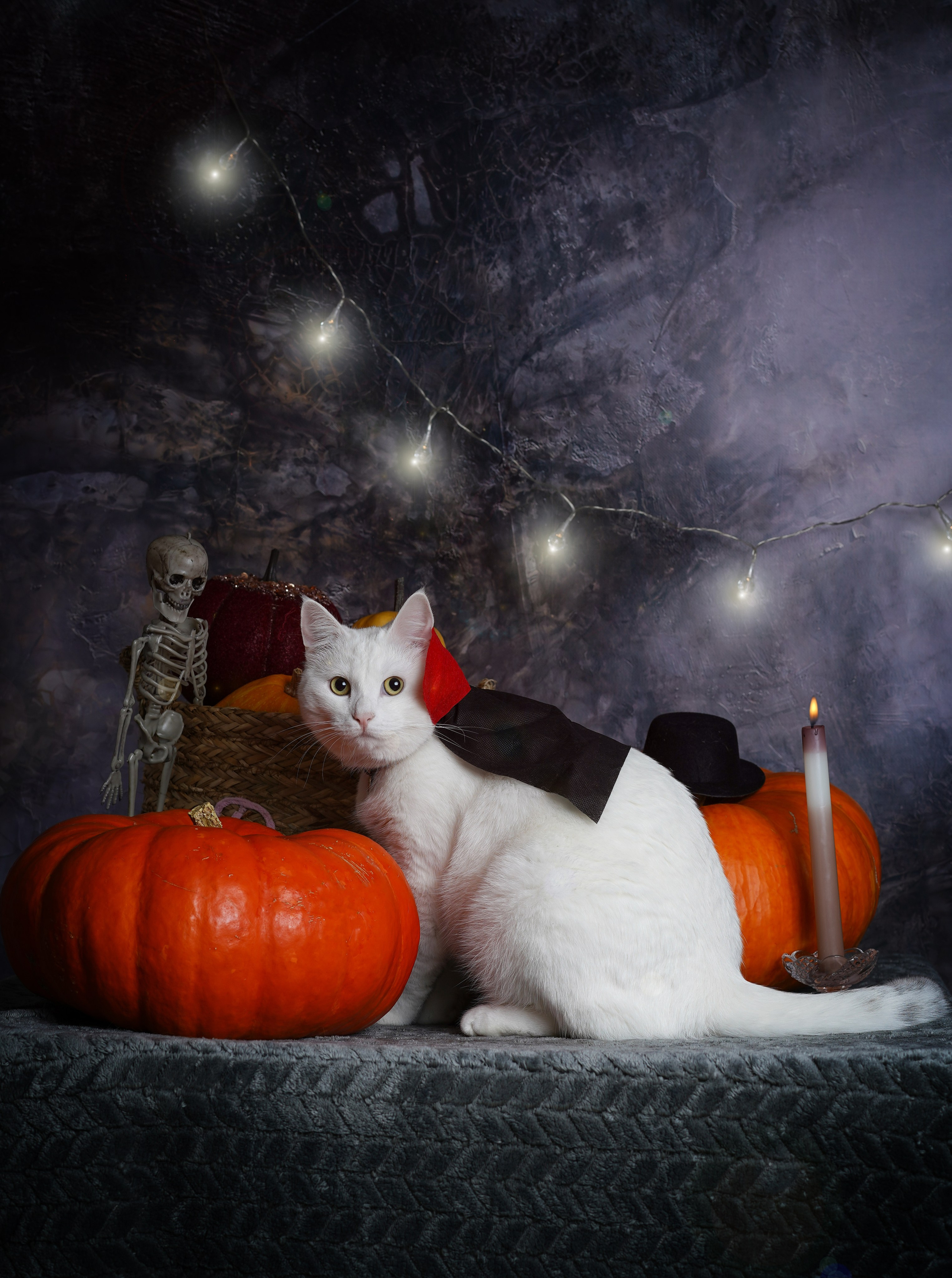 Фотограф-анималист в Санкт-Петербурге Яна Мартынова