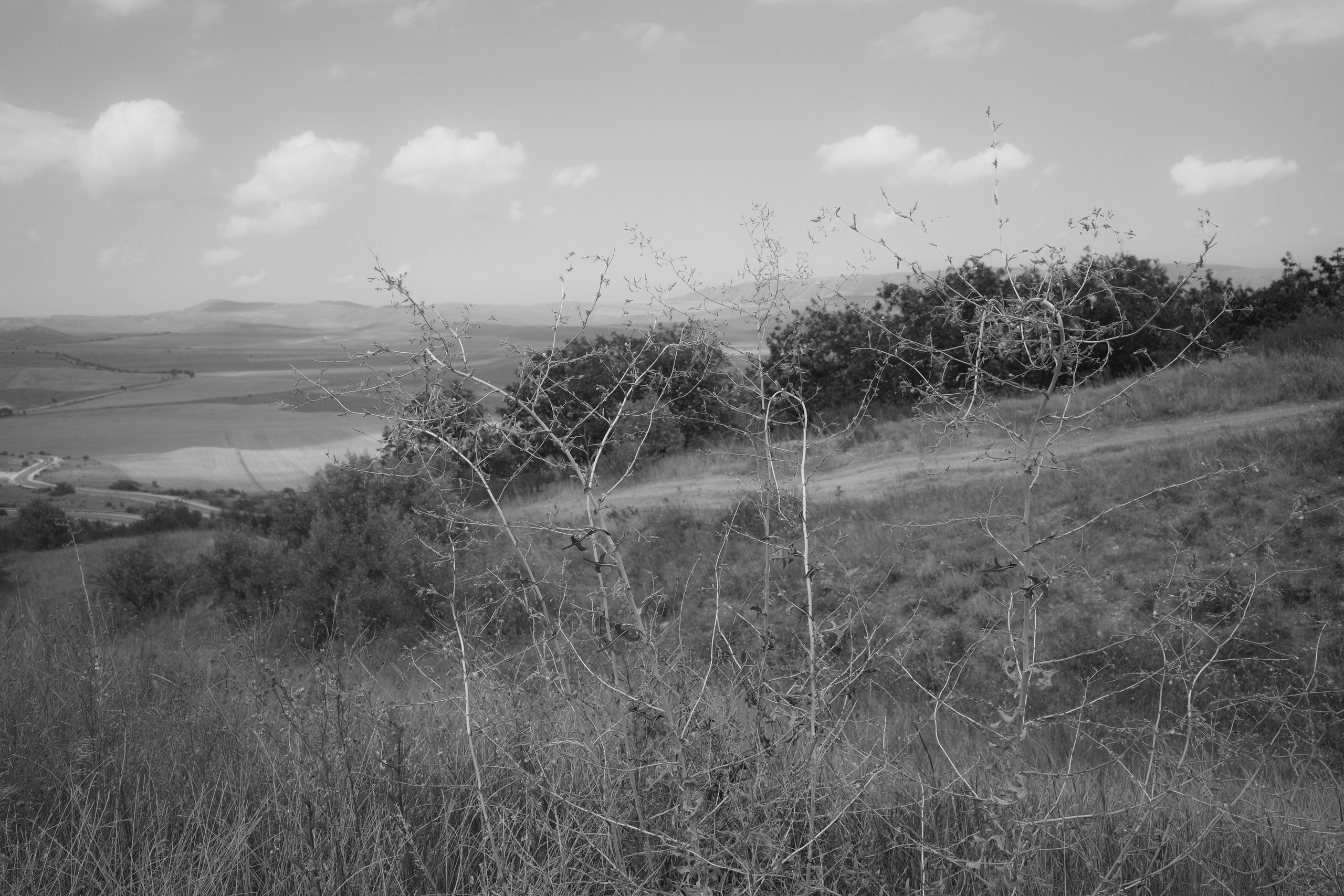 Мелодия. Ксения Плотникова