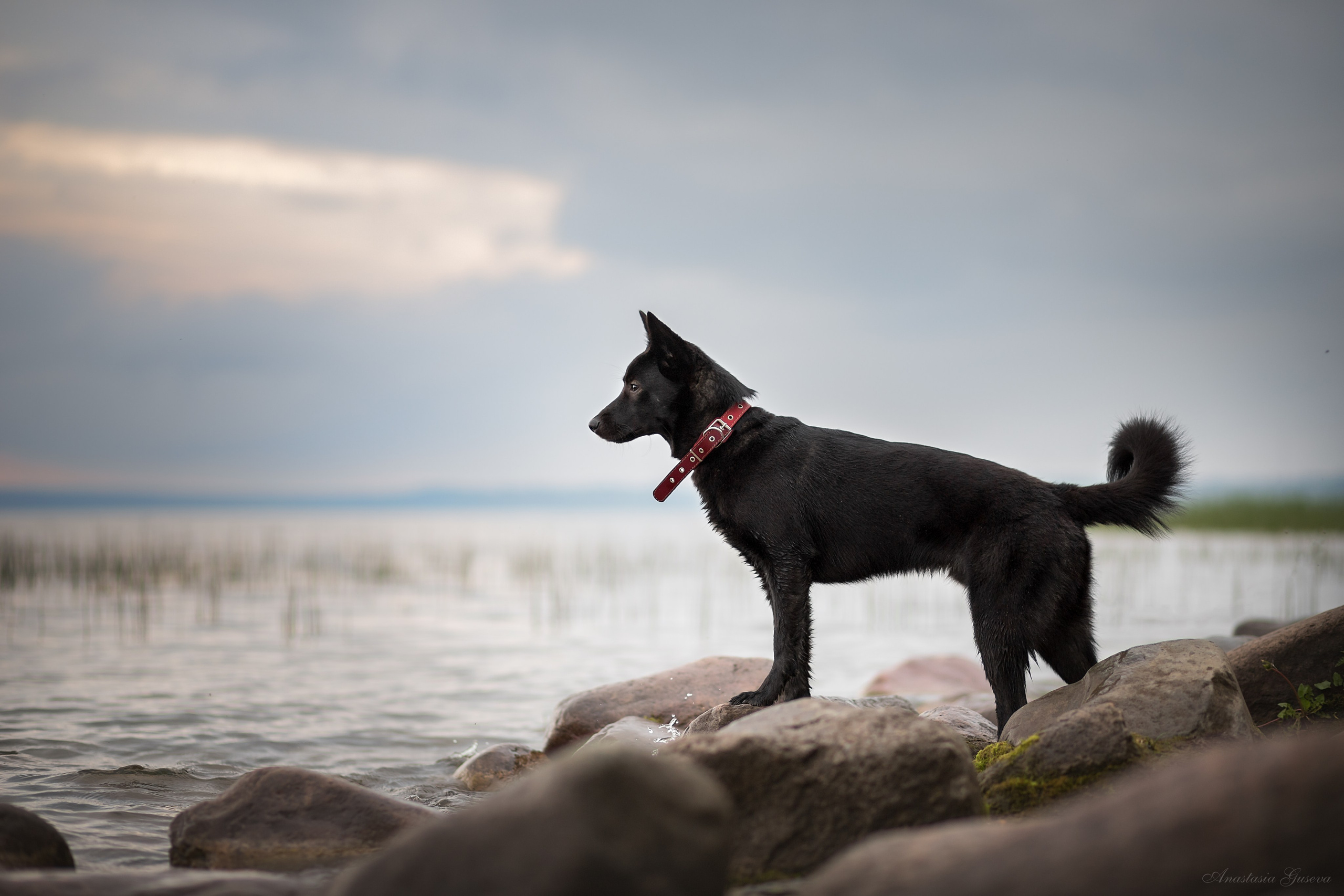 Семейный и анималист фотограф в Переславле Анастасия Гусева