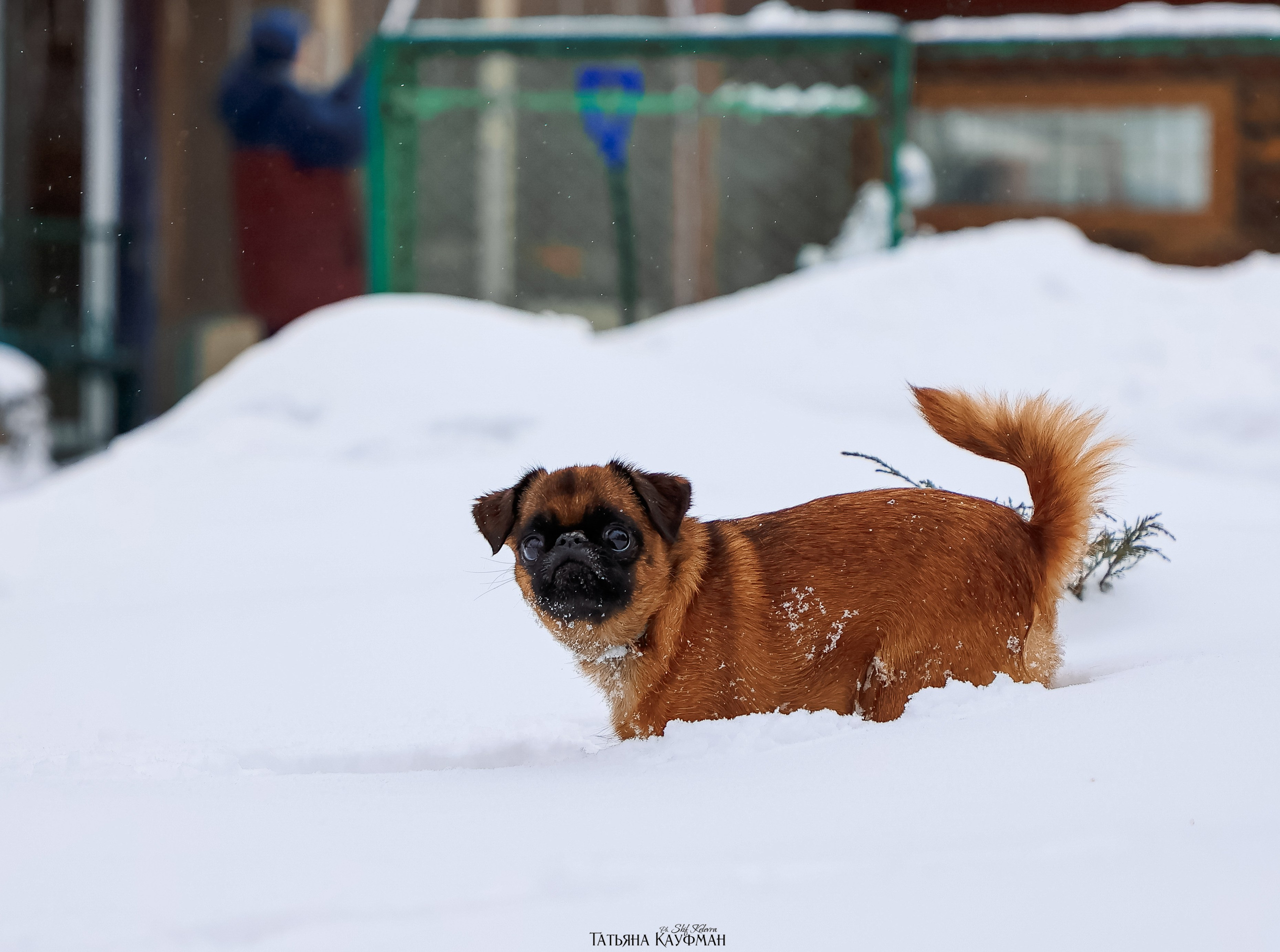 Малый брабансон, фотография брабансон, красивая собака, фотограф анималист, фотокурс Анималистика, научиться фотографировать собак, фотограф Новосибирск