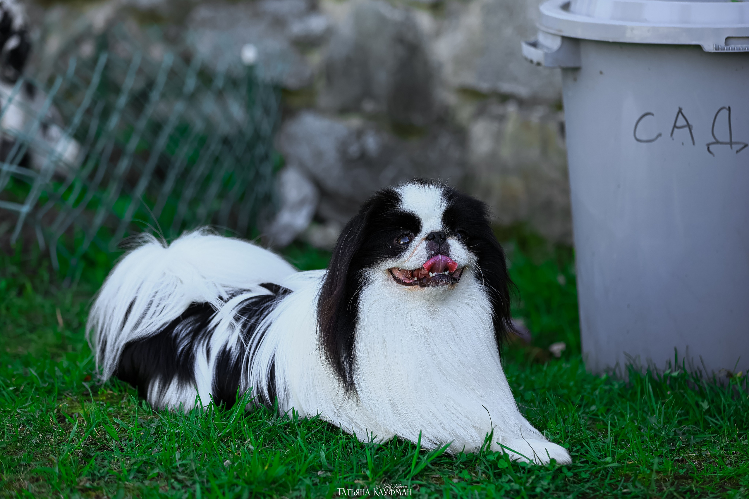 Японский хин, фотография японский хин, собака в цветах, красивая собака, фотограф анималист, фотокурс Анималистика, научиться фотографировать собак, фотограф Новосибирск