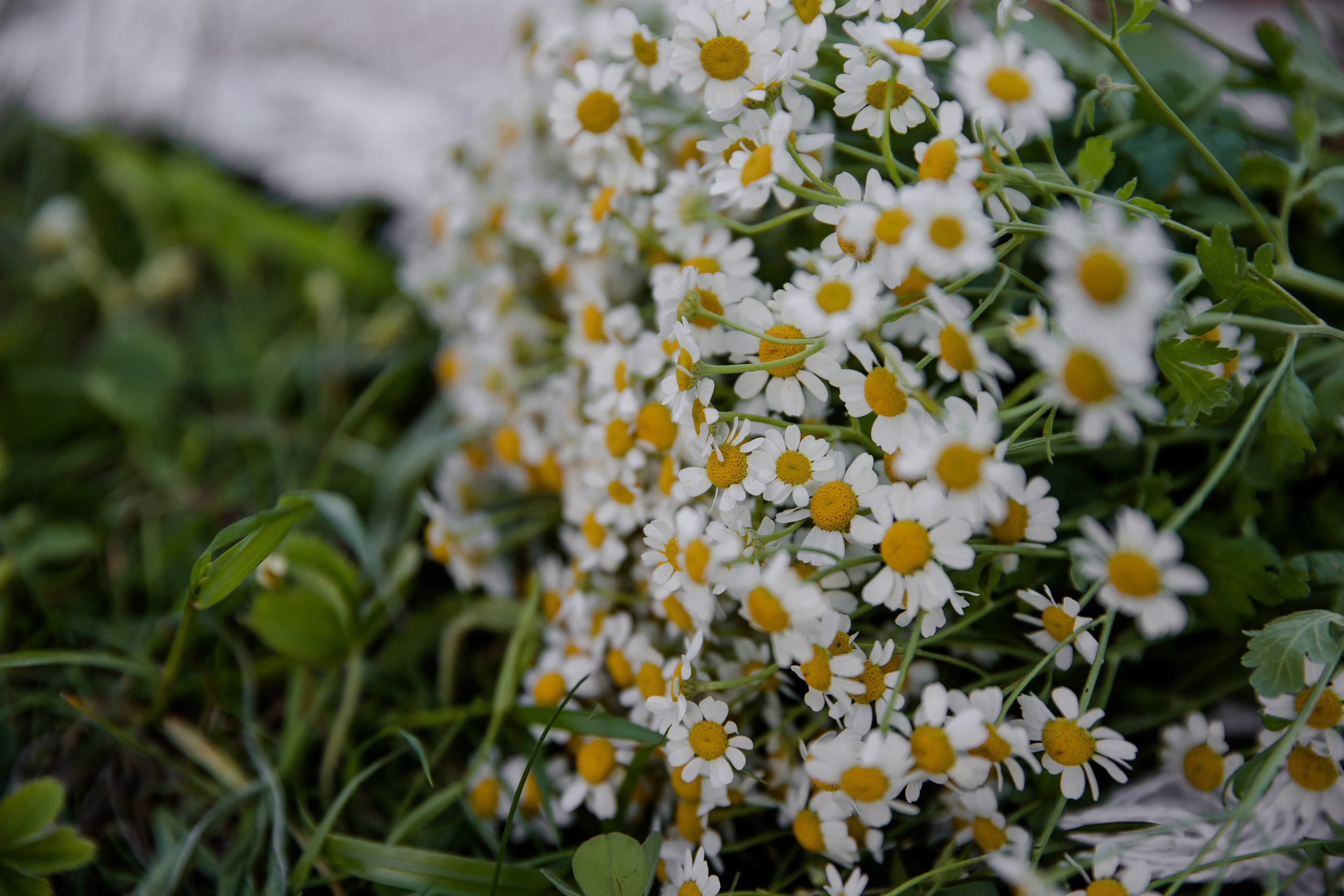 Прогулка в парке Царицыно. Семейный и детский фотограф в Москве Вера Ускова