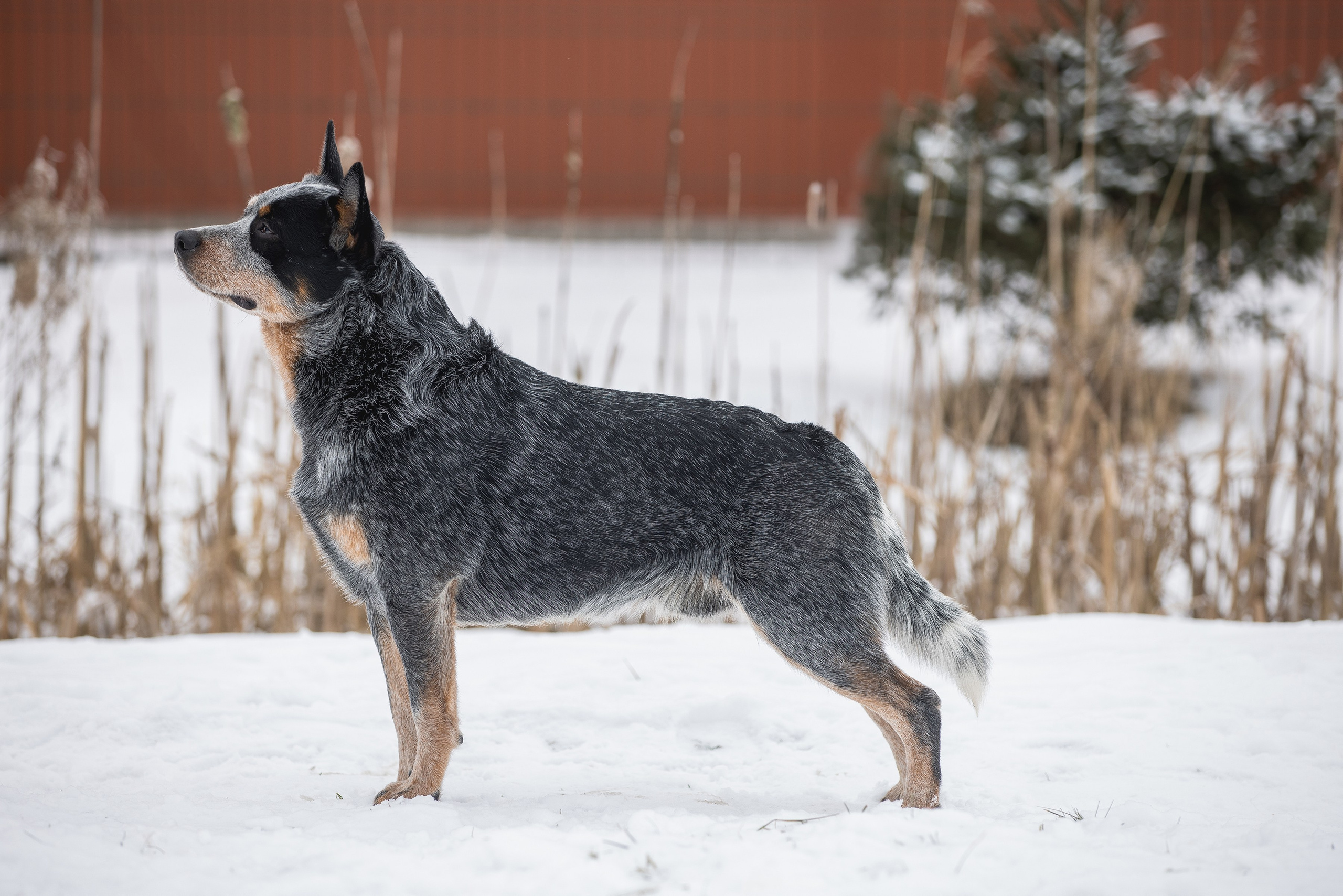 Фотограф Алена Звездина