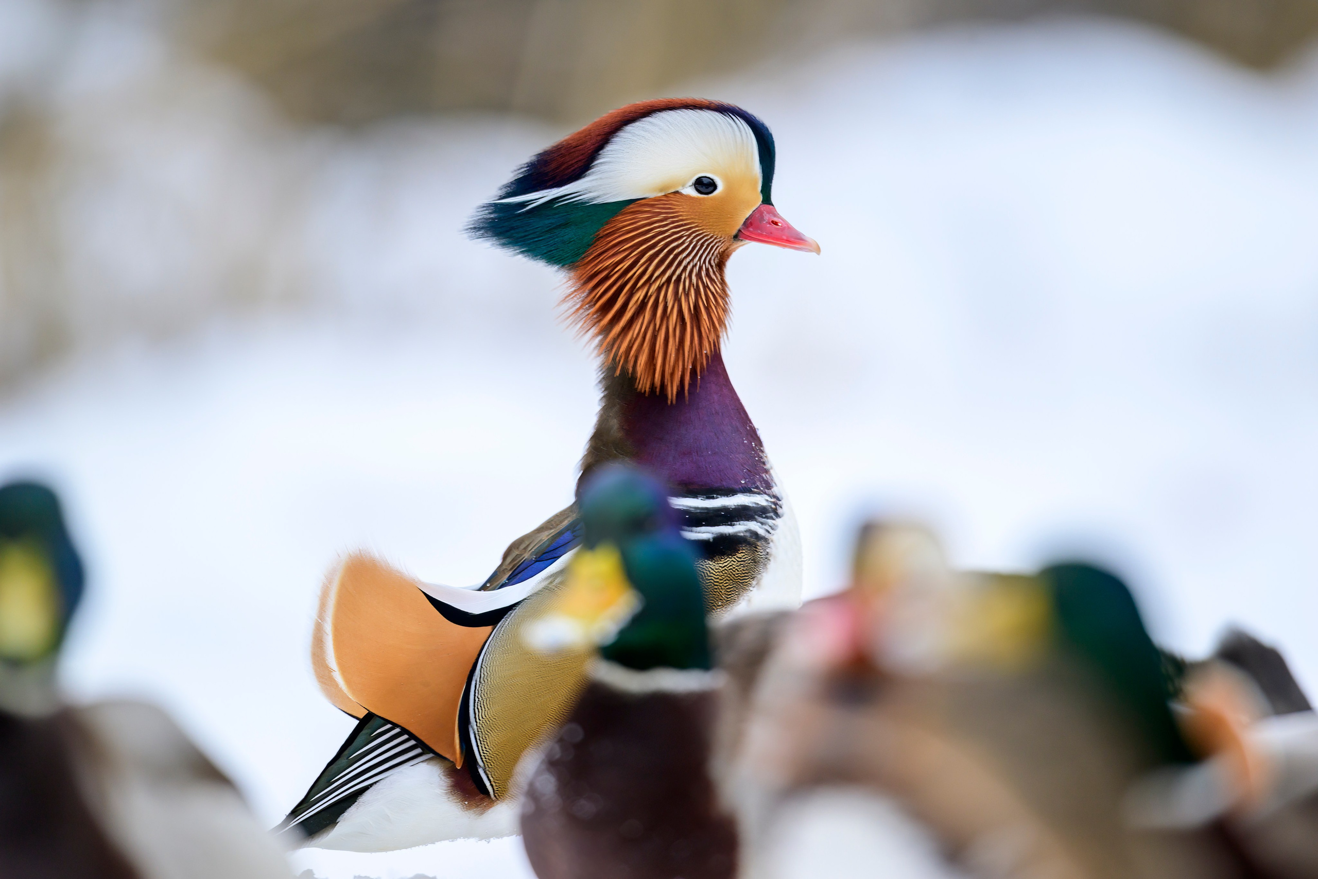 Мандаринки. Mandarin ducks. Фотограф Сергей Пупонин