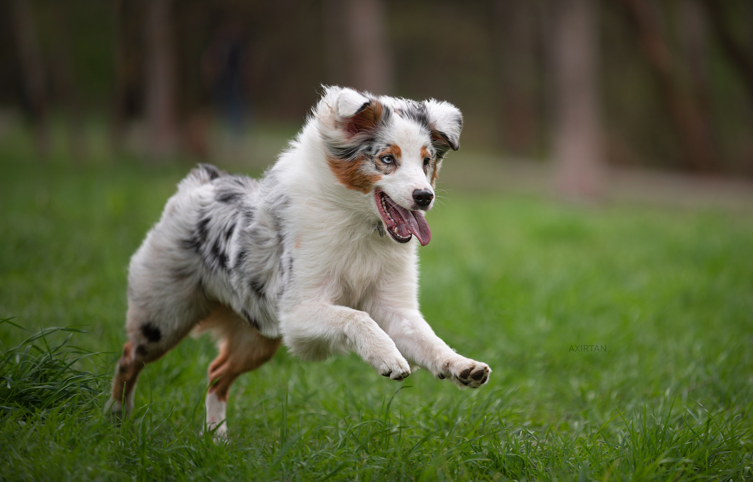 Кайса. BLGKV питомник собак