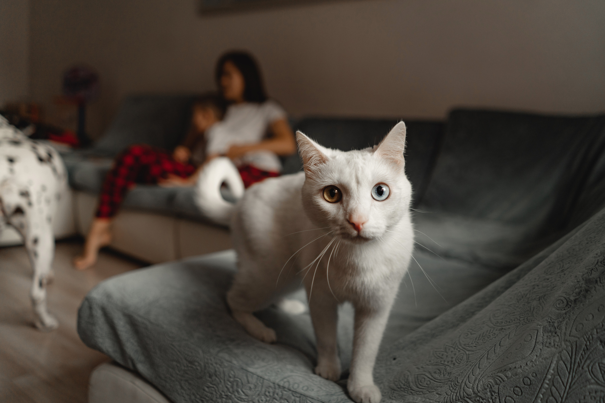 Семья Руденко. Свадебный и семейный фотограф в Абакане Василевский Алексей