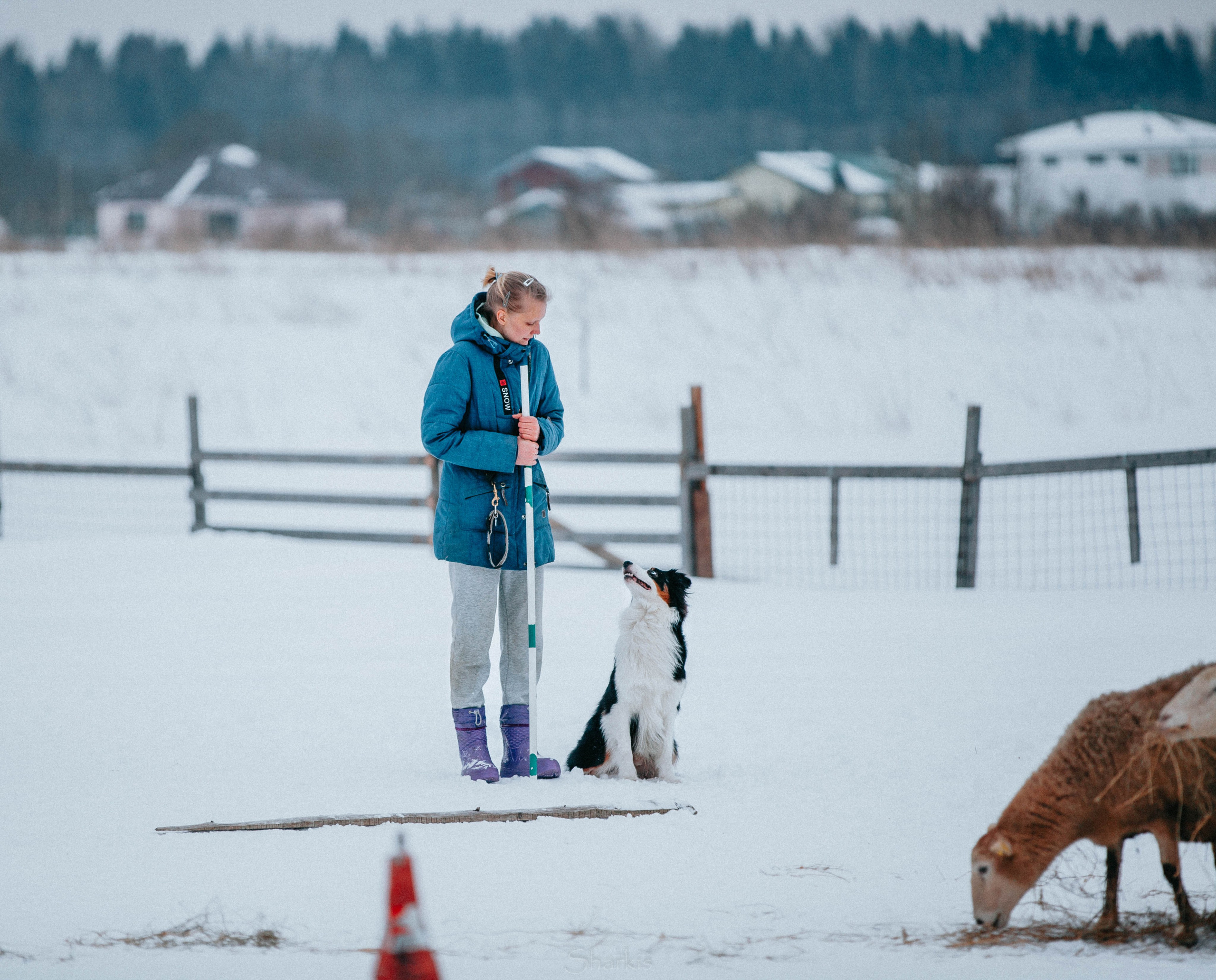 Гелий. BLGKV питомник собак