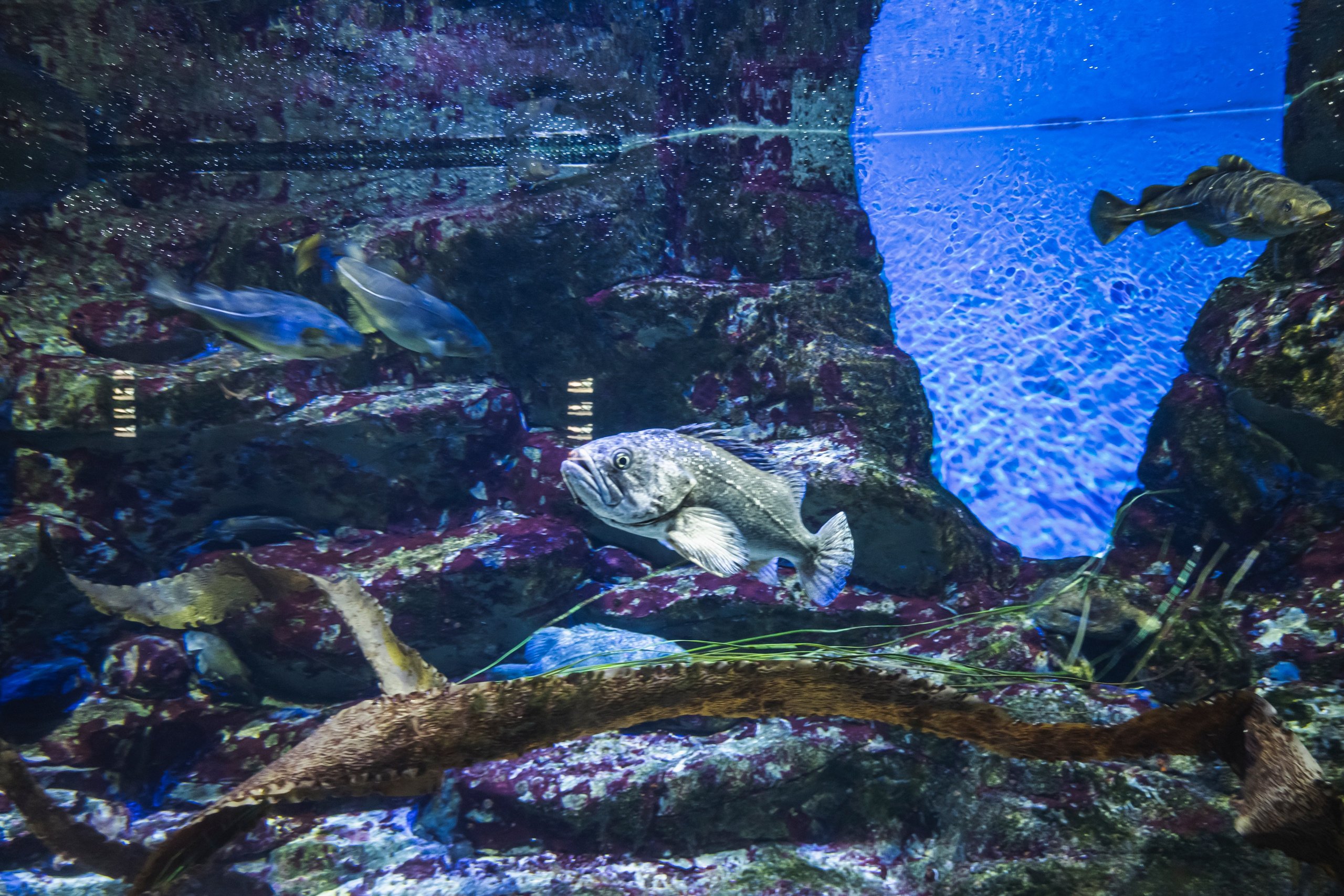 Москвариум. Фотограф Роман Адлер