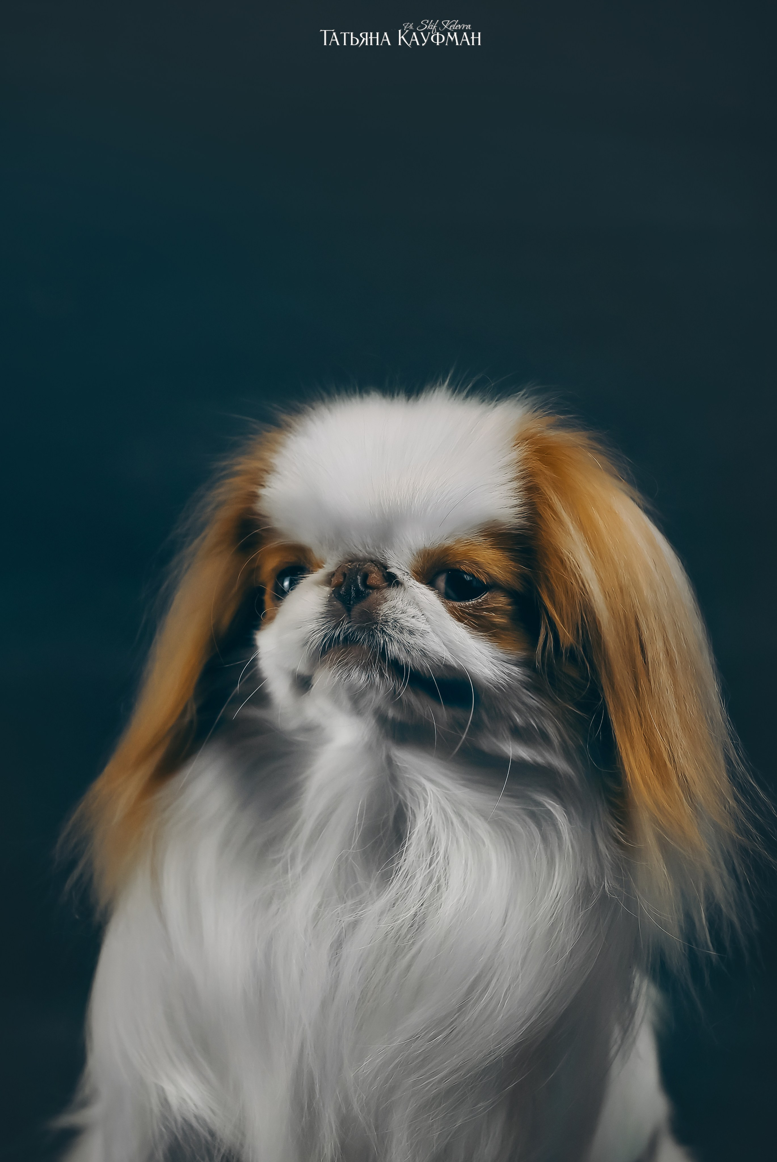 Японский хин, фотография японский хин, красивая собака, фотограф анималист, фотокурс Анималистика, научиться фотографировать собак, фотограф Новосибирск, фотостудия Скифки, студийная фотография