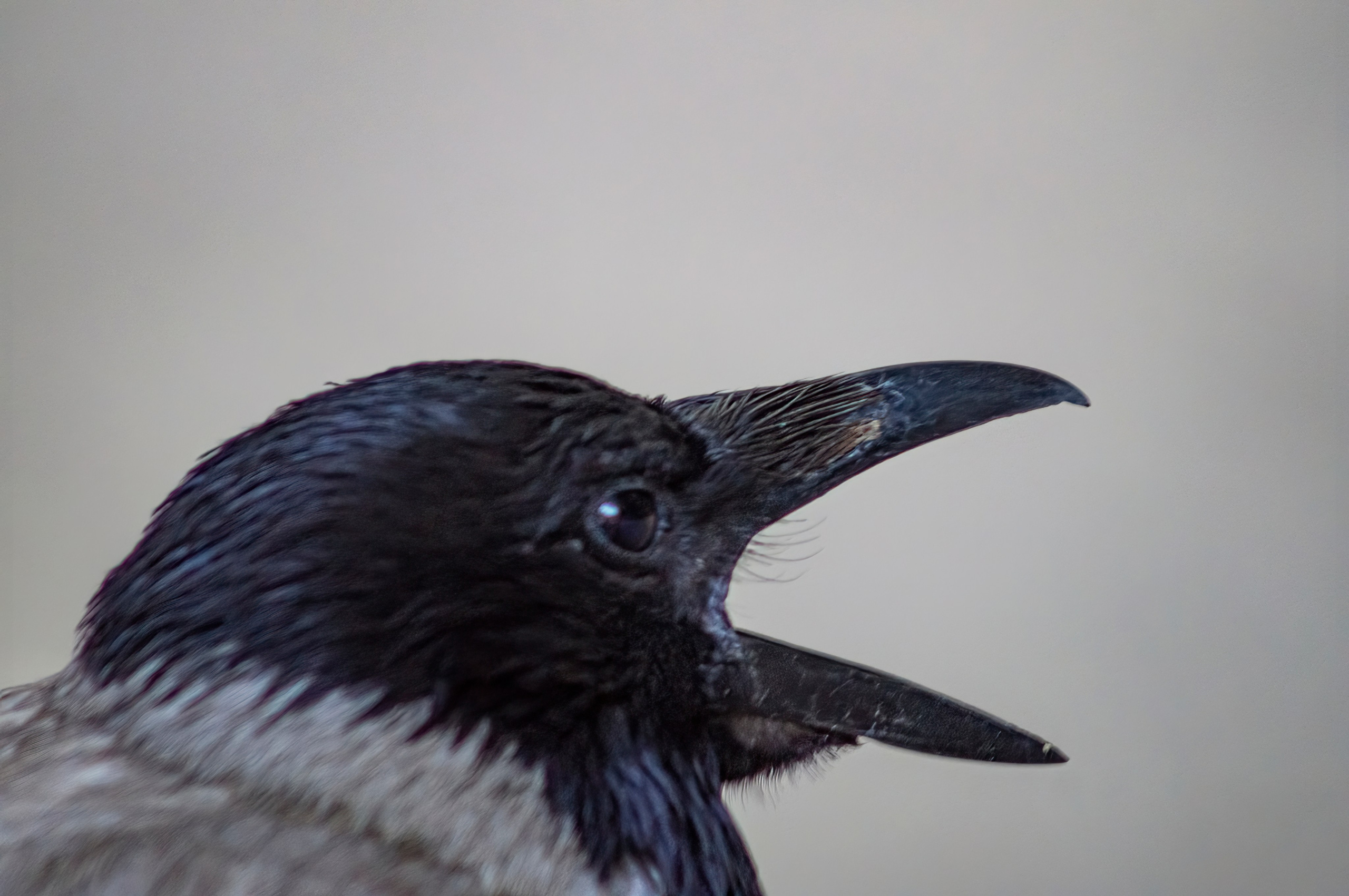 Ворона. Донеал Скнарь — концертный фотограф