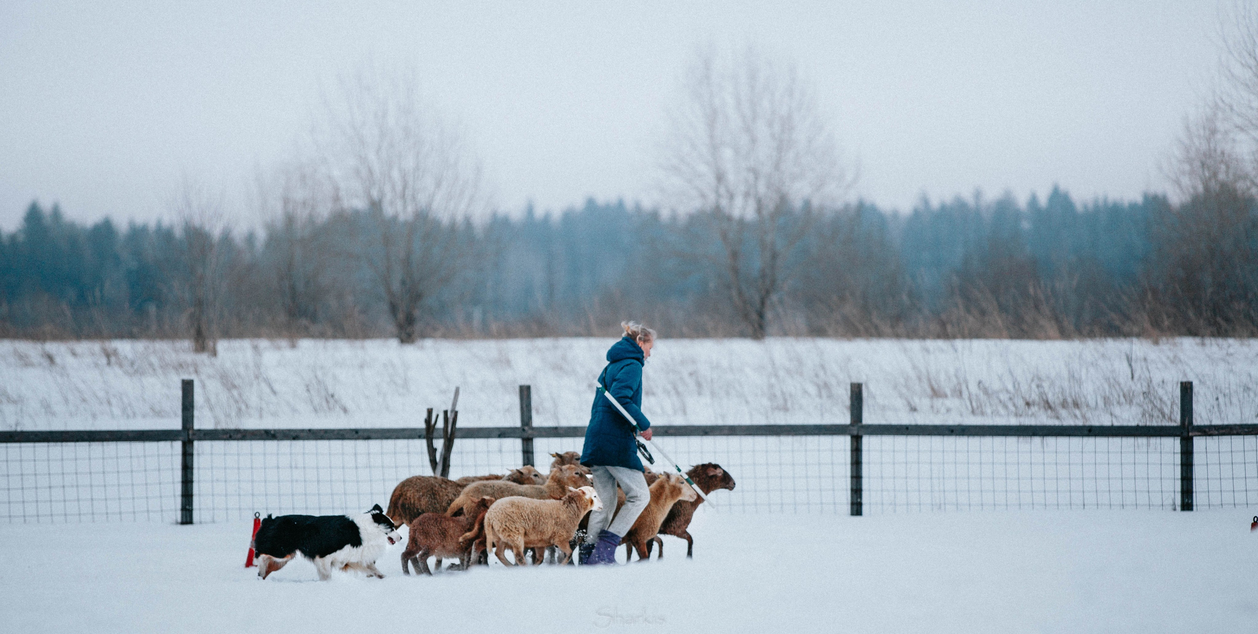 Гелий. BLGKV питомник собак