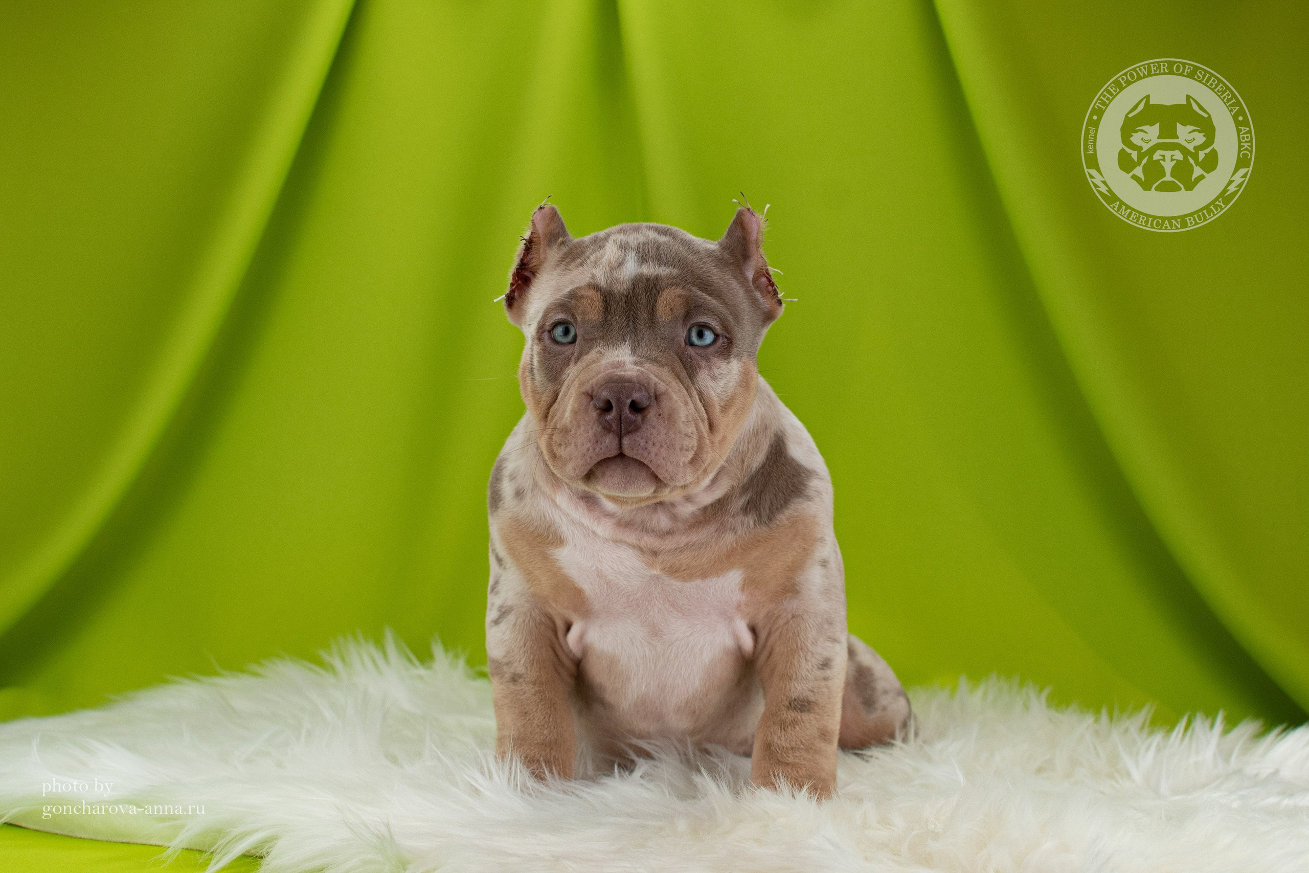 официальный питомник Американских Булли в Казани