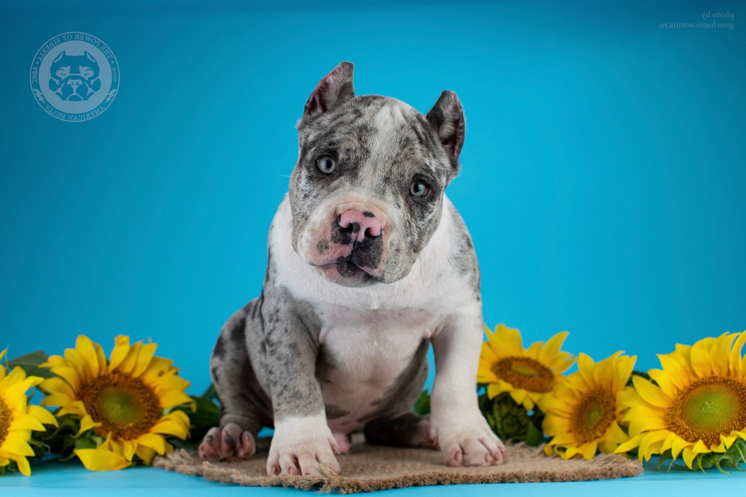 американский булли Юг, американский булли южный округ, лучшие американские булли на юге россии, топовые булли в россии, топовые американские булли в россии, ТОП булли, Топ американский булли, самые крутые американские булли, булли клаccик, булли покет, булли стандарт, булли экзот, булли xl, амeриканский булли, щенок булли, американский булли питомник, американский булли купить, американский булли щенок, американский булли москва, американский булли ростов-на-дону, американский булли краснодар, американский булли ставрополь, американский булли волгоград, американский булли семфирополь, американский булли ставрополь, американский булли сочи, американский булли воронеж, американский булли питер, американский булли санкт-петербург, американский булли Казань, американский булли Новосибирск, американский булли Челябинск, американский булли Ростов, американский булли Луганск, американский булли Донецк, американский булли покет, американский булли классик.американский булли ,американский булли щенки , американский булли купить ,американский булли фото , американский булли покет , собака американский булли , порода американский булли , американский булли цена , купить щенка американского булли ,американский булли характеристика , порода собак американский булли, питомник американских булли , американский булли отзывы, американский булли стандарт , американский булли отзывы владельцев, американский булли xl , россия американские булли , американские булли москва , американский булли вес , американский булли цена щенка, американский булли породы собак сша , американский булли размеры , американский булли классик , американский булли классика , американский булли характеристика породы , авито американский булли , сколько стоит американский булли , окрасы американских булли , американский булли виды , американский булли типы , американский булли цена в россии , американский булли экзот , американский булли микро , американский булли мини , собака американский булли фото , американский булли спб , американский булли характер , минусы американского булли , купить американского булли в москве , американские булли сколько щенков , плюсы американского булли , американский булли плюсы и минусы , взрослый американский булли , американский булли фото цена , американский булли фото щенков , американский булли крым , сколько живут американские булли , американский булли описание , американский булли купить авито , американский булли ростов , собачий питомник , питомник для собак , собаки , порода , щенки, щенок для детей, щенок для ребенка, щенок для семьи, собака для ребенка, питомник BULLY LOVERS, питомник THE POWER OF SIBERIA, питомник Ultimate Bully, питомник FORTIS FORTUNA VALIDI, питомник EXTREME BEAR, питомник American Dream, Питомник RUSSIAN BULLS, питомник ТАРУС & BULLY LAND, питомник Bully Ranch P&N, Питомник ANTREABULLS, питомник Ambully House, питомник Mar Nero, питомник Alfabulls, #micro #microbully #ambully #ambullys #ambullylife #ambullyforlife #ambullyworld #ambullylove #ambullylover #ambullylovers #ambullyloversfans #americanbullybreed #americanbullykennelclub #американскийбуллипитомник #bullies #bulliesallday #bulliesofig #bulliesofinsta #bulliesofinstagram #instabullies #bullieslife #bullymag #americanbully_feature #americanbullydog #tribullies #americanbullyblue #americanbullytricolor #bullystick #americanbullyStud, американский булли,американский булли щенки,американский булли купить,американский булли покет,американский булли фото,собака американский булли,порода американский булли,американский булли цена,американский булли купить щенка,американский булли характеристика,порода собак американский булли,американский булли отзывы,питомник американских булли,американский булли стандарт,американский булли отзывы владельцев,россия американские булли,американский булли виды,американский булли цена щенка,сколько стоит американский булли,американский булли цена в россии,американские булли москва,американский булли xl,американский булли размеры,типы американских булли,американский булли мини,американский булли вес,авито американский булли,американский булли породы собак сша,американский булли микро,американский булли характеристика породы,американский булли экзот,американский булли классик,американский булли классика,собака американский булли фото,американский булли характер,минусы американского булли,американские булли спб,американский булли окрасы,американский булли купить в москве,американские булли сколько щенков,плюсы американского булли,американский булли видео,американский булли плюсы и минусы,американский булли щенок фото,взрослый американский булли,американский булли девочка,американский булли описание,сколько живут американские булли,американский булли покет купить,американский булли крым,american bully,american bully ru,american bully ru shchenki,https american bully ru,https american bully ru shchenki,american bully xl,american bully питомник,american bully dog,american bully kennel,american dream bully,american bully pocket,american bully kennel club,all american bully фильм смотреть,american bully xxl,reddit american bully,american bully ru shchenki html,american bully wise,celina innovations crochet american bully part,https american bully ru shchenki html,american bully classic,питомник американских булли,питомник собак американский булли,питомник американских булли в крыму,питомник собак в крыму американские булли,питомник в крыму американский булли последние,питомник американских булли в москве,американские булли купить питомник,питомник американских булли в россии,питомник американских булли покеткупить щенка американский булли питомник,американские булли цена питомники,питомник американских булли в спб,питомник американских булли яна,купить американского булли в москве питомник,питомник американских булли в москве и московской,официальные питомники американских булли,крым питомник американских булли яна,булли американский купить питомник цена,москва и область питомники американских булли,питомник американских булли яна и гоша,американские булли подмосковья питомник,американский булли стандарт питомник,питомник американских булли екатеринбург,питомник американских булли ростов,лучшие питомники американских булли,питомник собак крым американский булли яна,яна питомник собак американский булли,американский булли купить в спб питомник,американский булли питомник львиное сердце уфа,американский булли питомник львиное сердце уфа вк,американский булли лучший питомник россии,американский булли питомник краснодар,американский булли купить спб щенка питомник,американский булли покет питомник москва,американский булли сайт питомник,питомник американский булли официальный сайт,питомник американских булли в челябинске,питомники американских булли в россии список лучших,питомник собак американских булли серпухов,питомник собак дзен американский булли,американский булли xl питомник,питомник американских булли в талдоме,питомник и цена американ американский булли,фаворит гигант питомник американских булли,американский булли купить,американский булли купить щенка,американский булли купить в москве,американский булли покет купить,американский булли купить щенка в москве,американский булли купить авито,купить американский булли цена,купить американского булли в спб,купить собаку американский булли,американский булли купить щенка цена,американский булли покет купить щенка,американский булли купить в беларуси,американский булли стандарт купить,американский булли купить москва московская область,купить американского булли в россии,купить американского булли в московской области,американский булли купить в екатеринбурге,американский булли купить в новосибирске,американский булли купить щенка в спб,