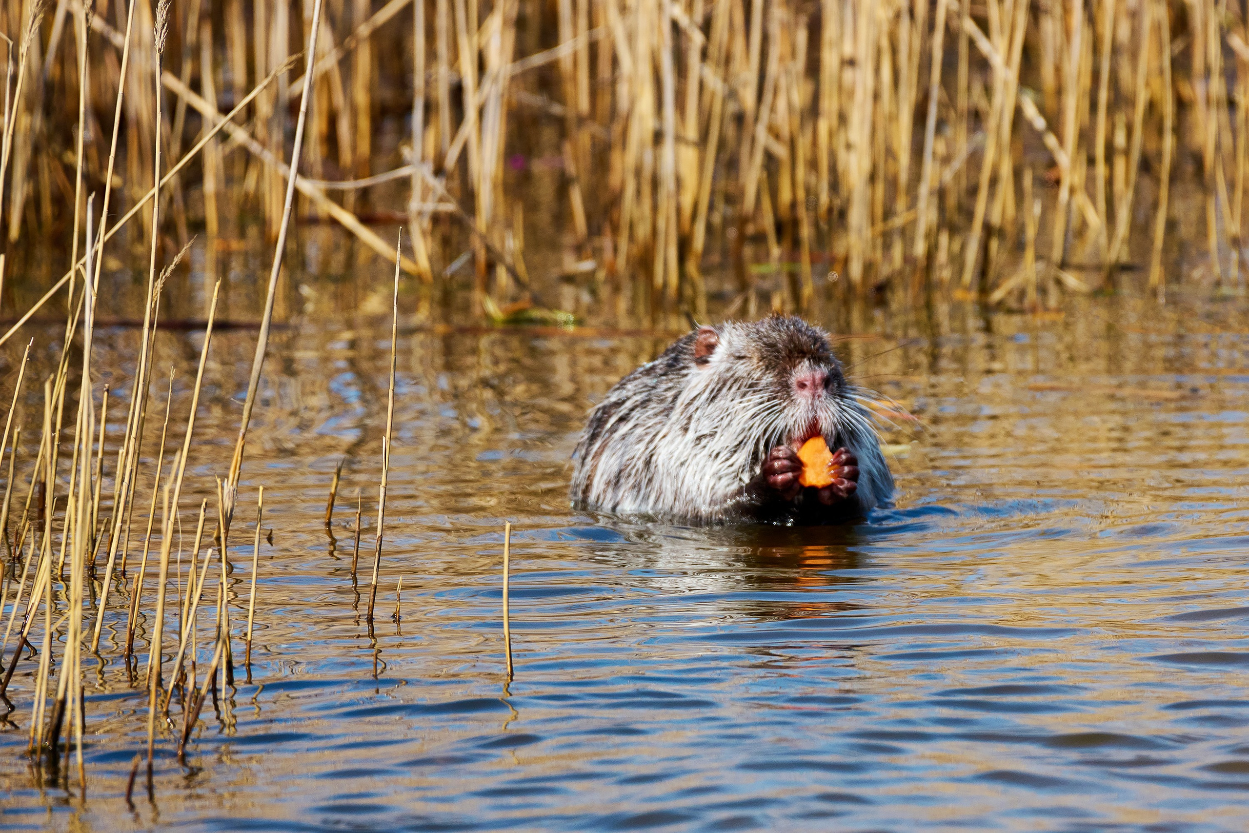 Фотографии животных. Яркие фото на Чёрном море