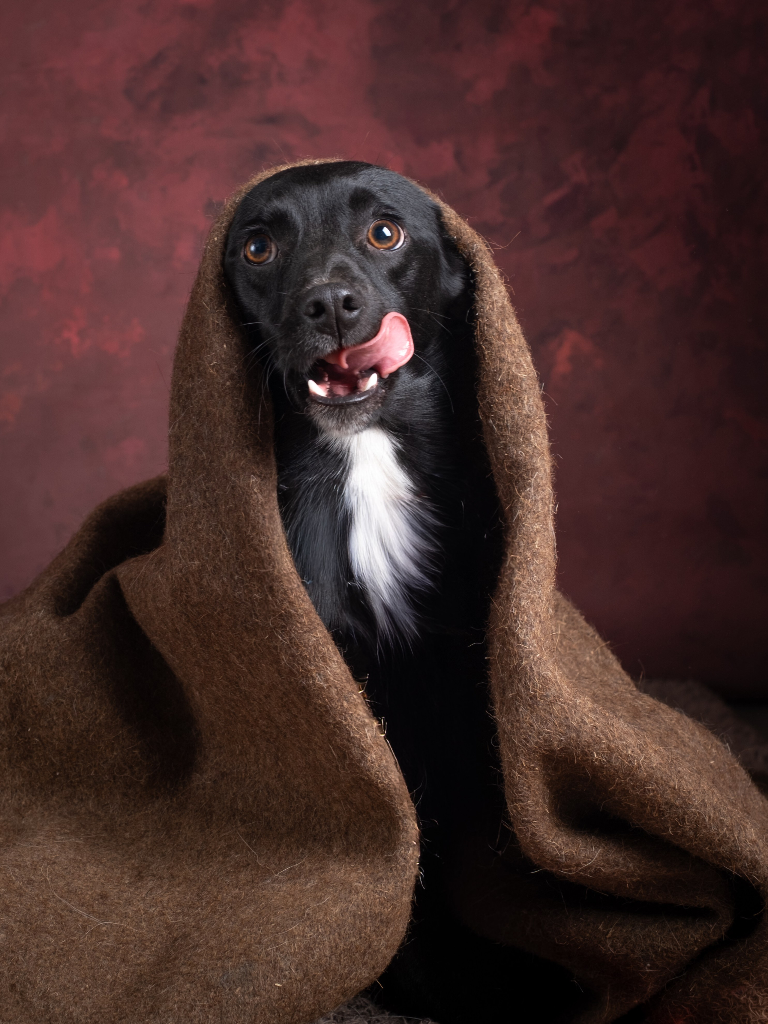 Съемки для пристройства!. Зоофотограф, фотограф животных в Москве и области Дина Дамоцева