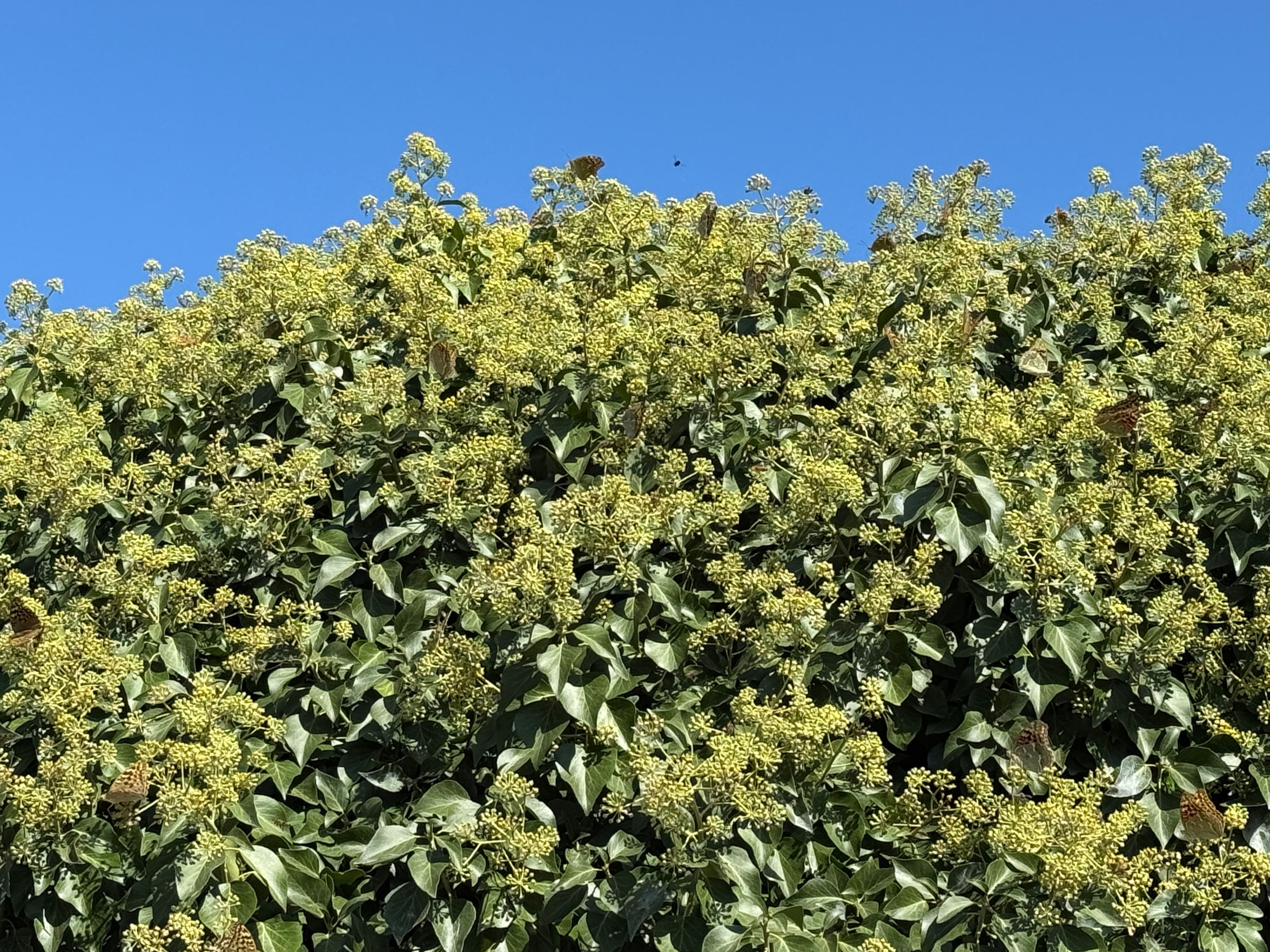 Приморское и Феодосия (2024-09-24). Собор Отрасли