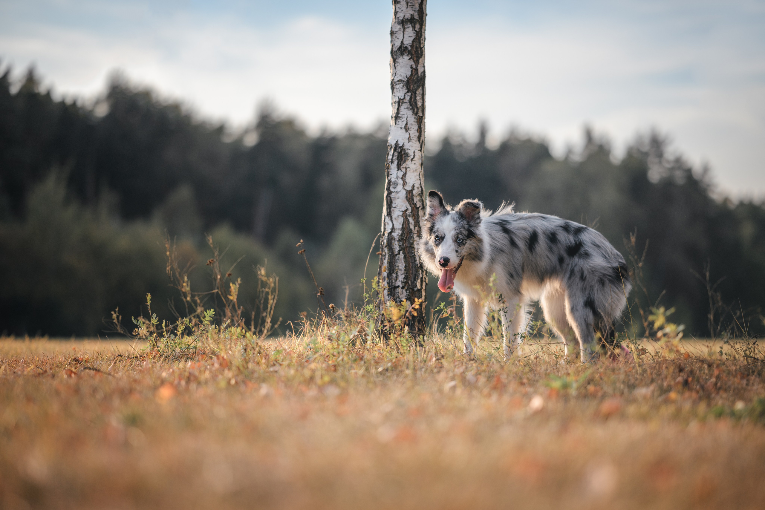 Фотограф Анималист в Москве Анастасия Жучкова