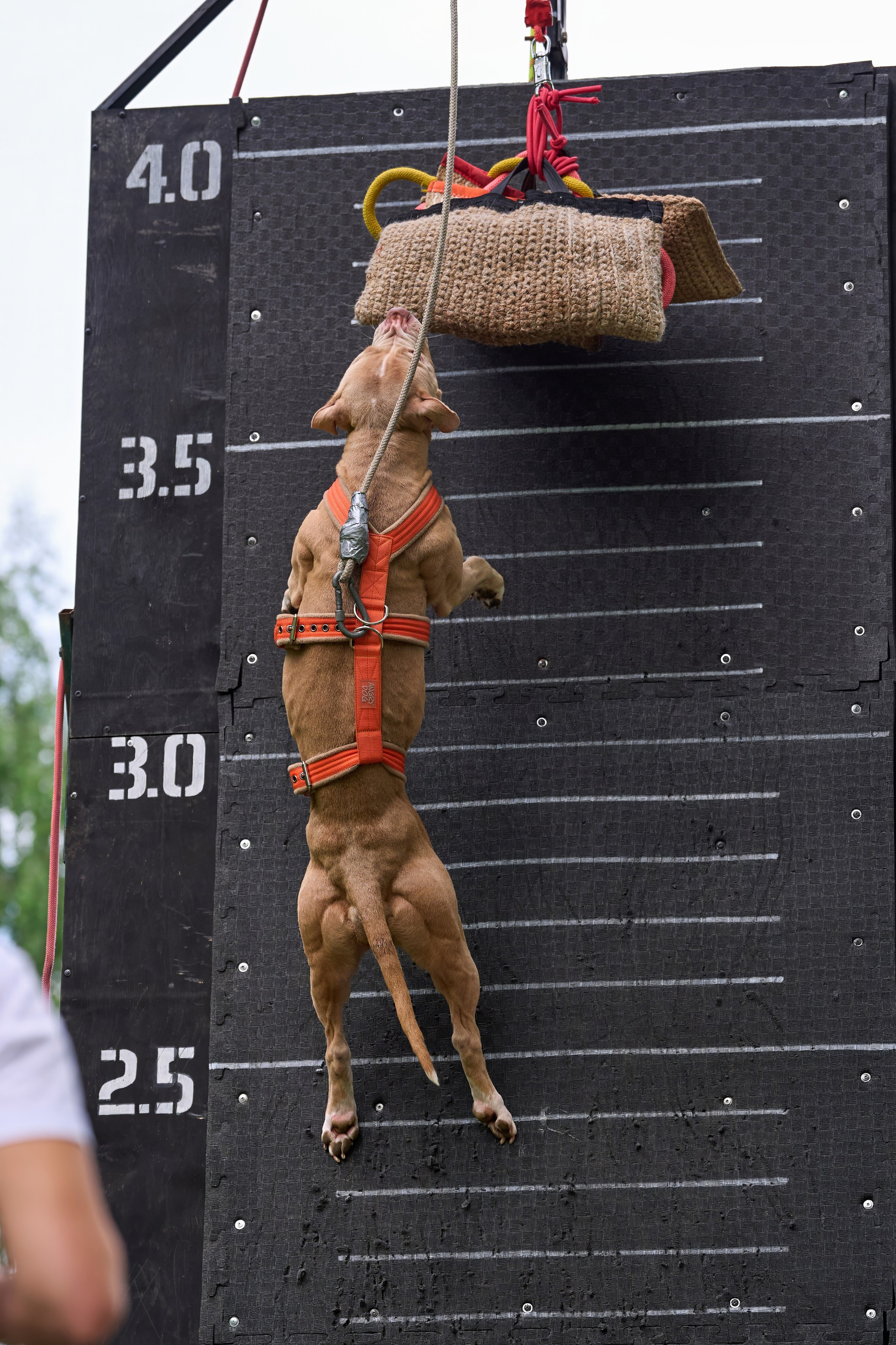 Двухдневные соревнования «Jump'n'Gym Fest — 2024». Фотограф-анималист Михаил Манухин