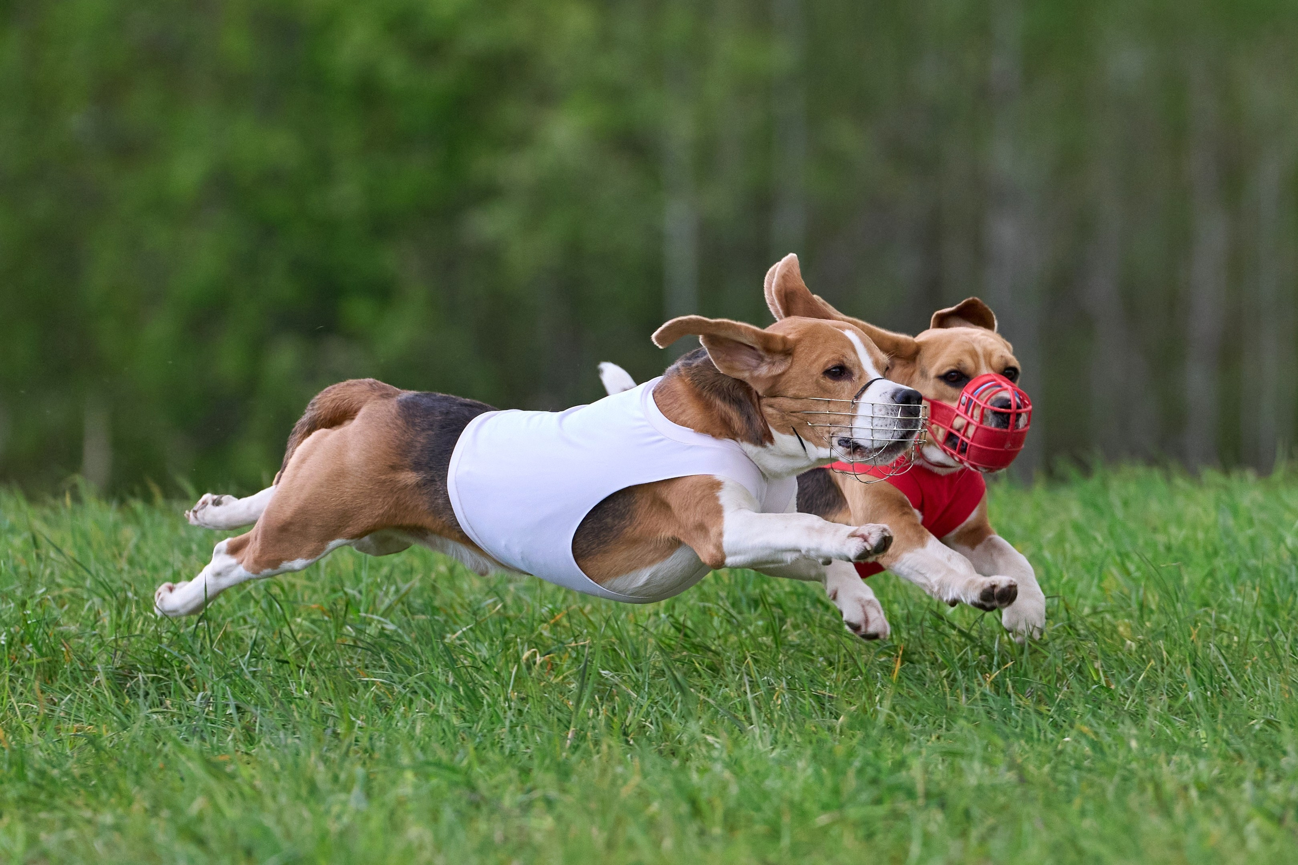 ЧРКФ по бегам за мех.приманкой. Фотограф-анималист Михаил Манухин