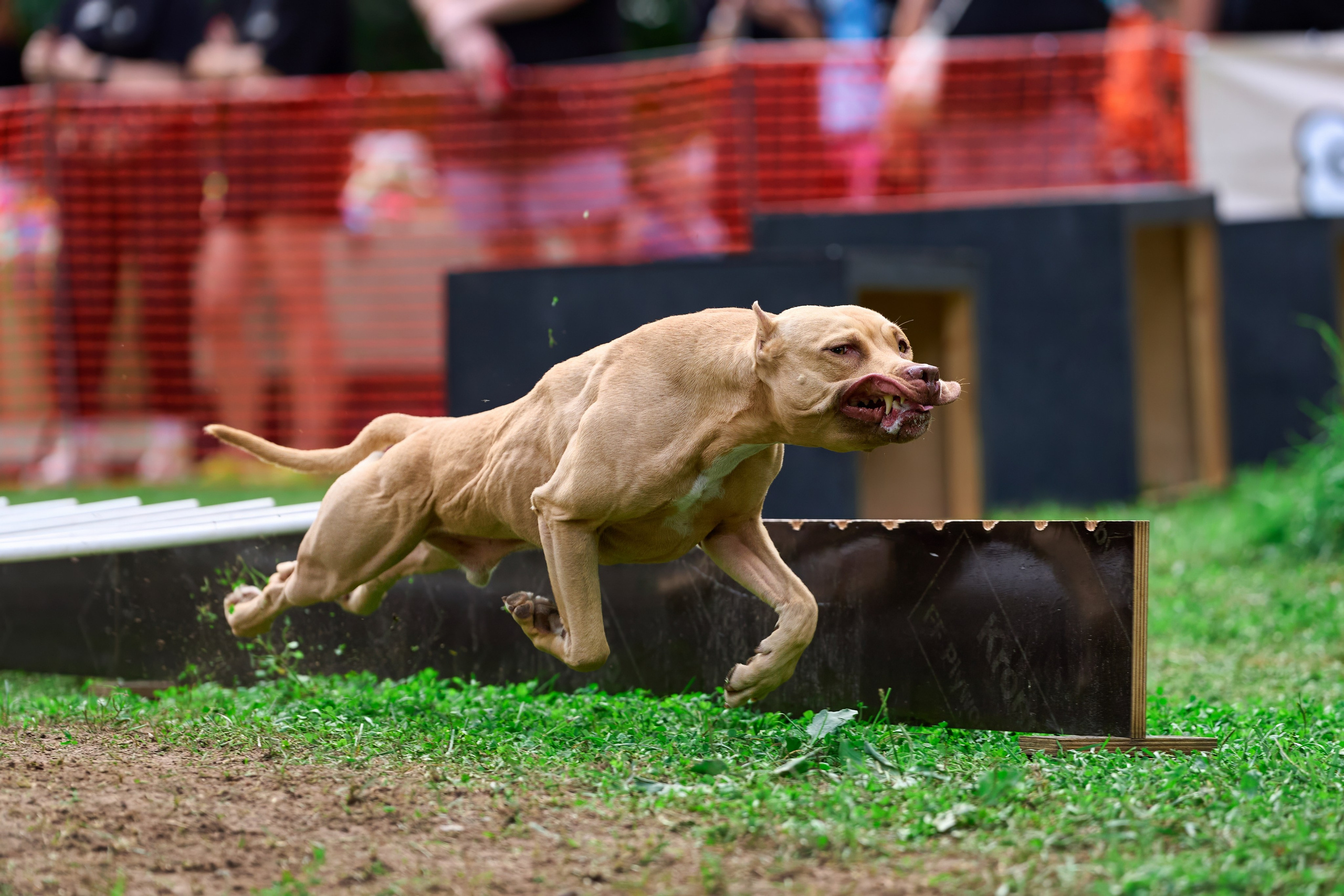 Jump'n'Gym JUMP! — 2024. Фотограф-анималист Михаил Манухин