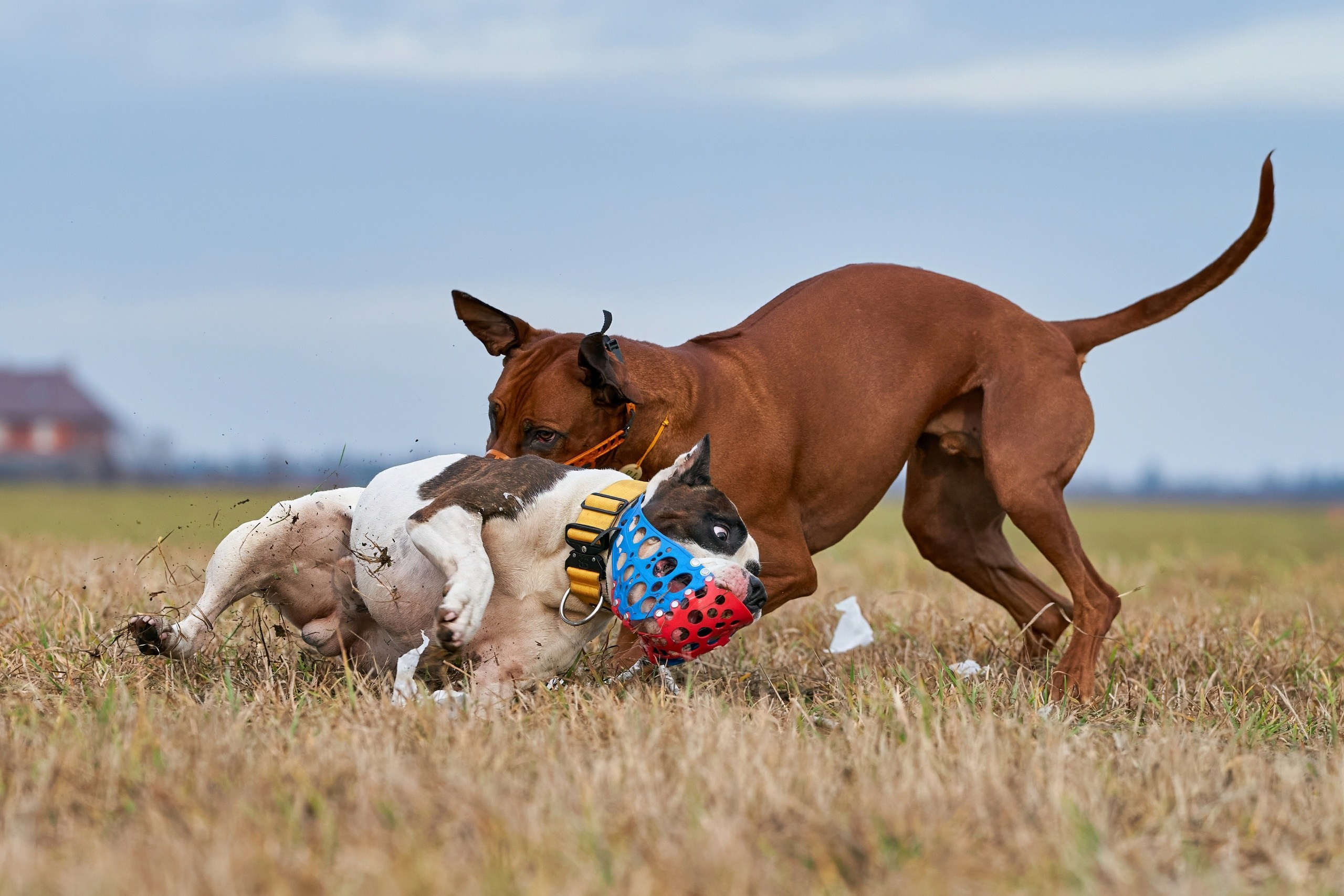 Состязания свор «Тройки». Фотограф-анималист Михаил Манухин