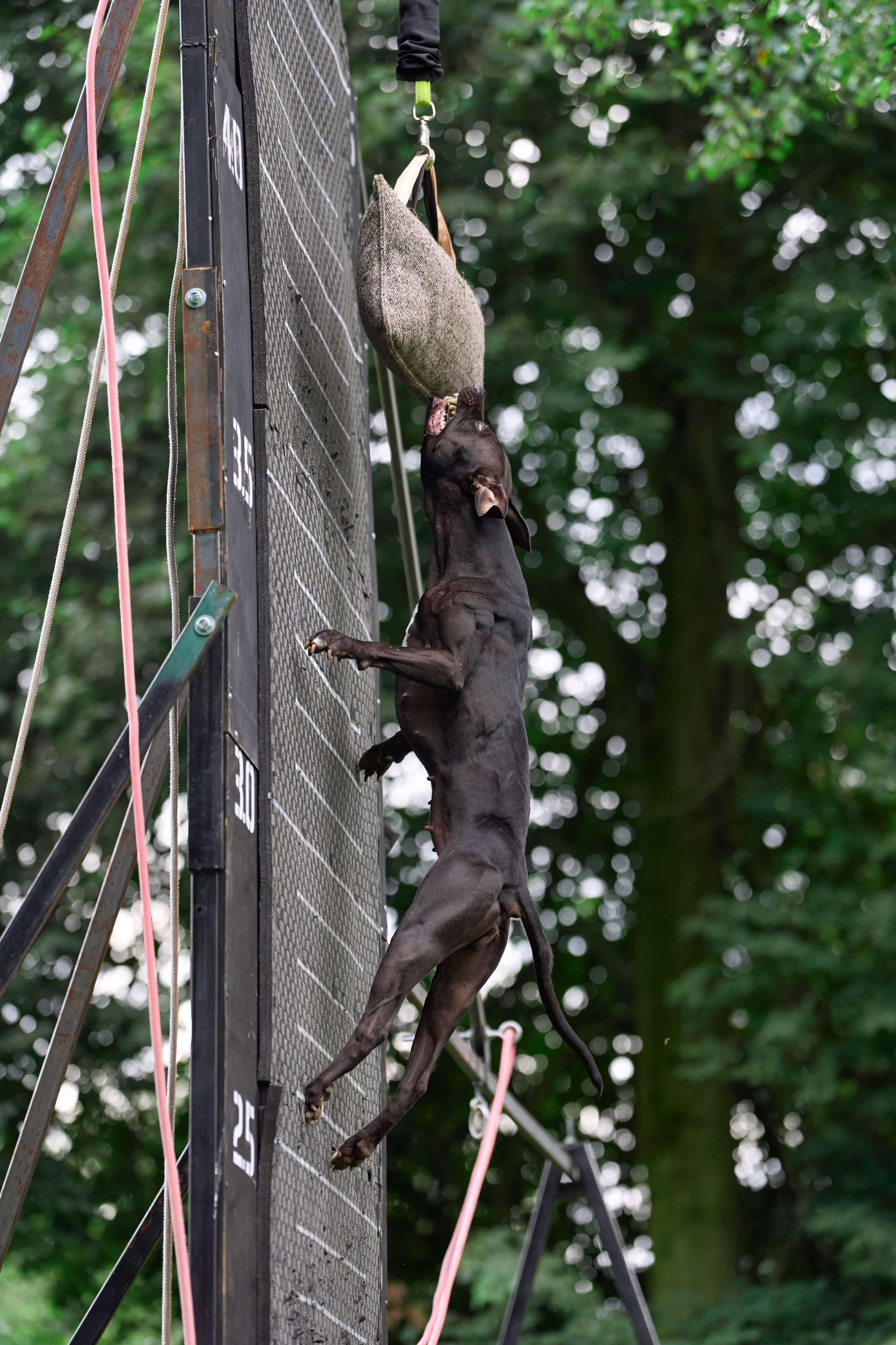 Jump'n'Gym JUMP! — 2024. Фотограф-анималист Михаил Манухин