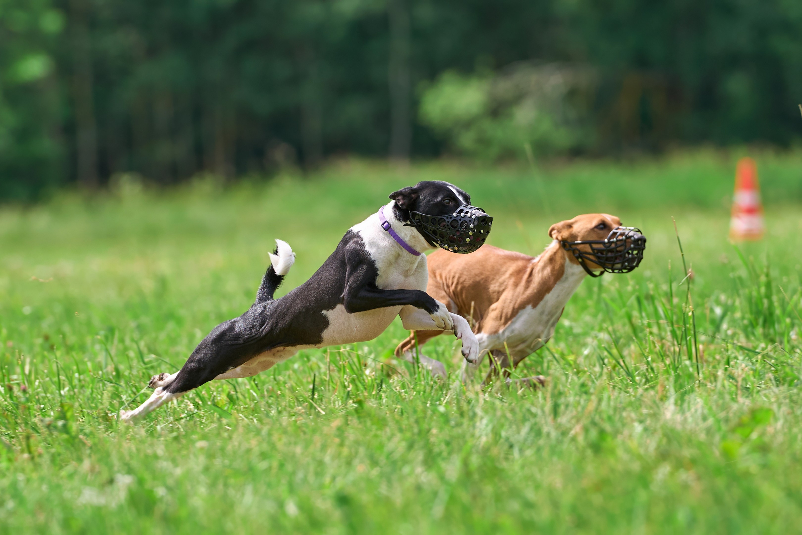 Тренировка по курсингу в Донино. Фотограф-анималист Михаил Манухин