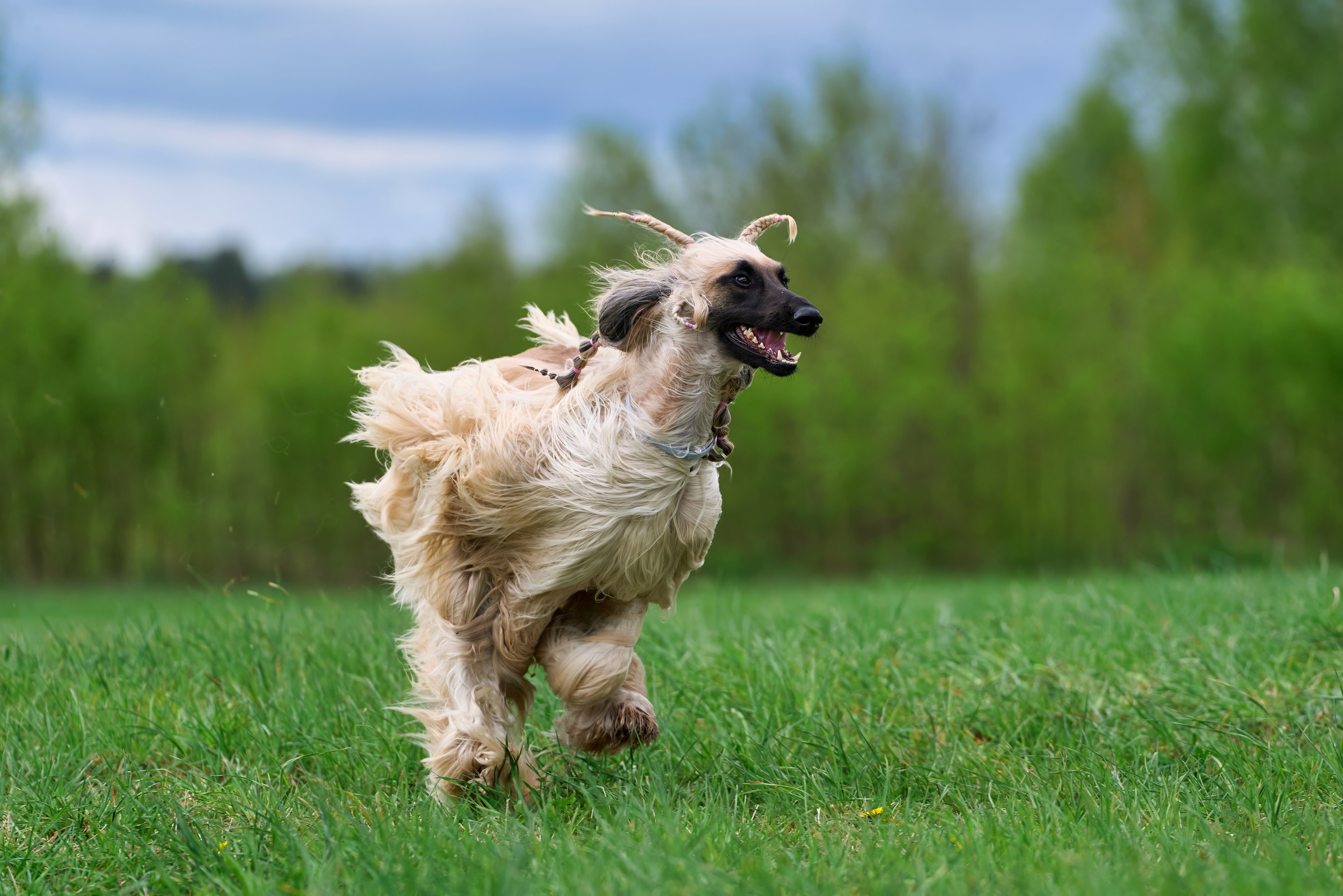 Тренировка по курсингу «на Ярославке». Фотограф-анималист Михаил Манухин