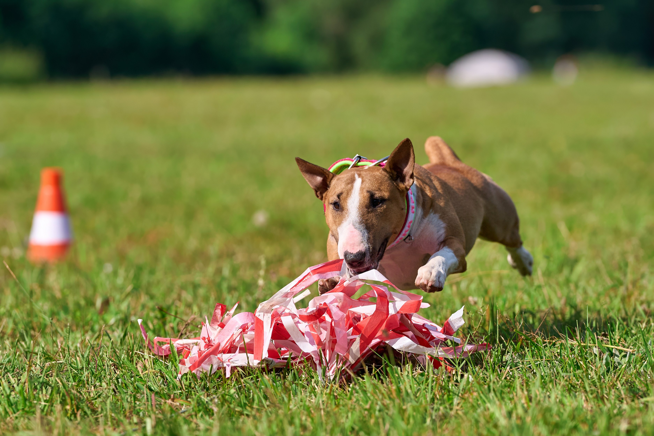 Тренировка в Донино. Фотограф-анималист Михаил Манухин