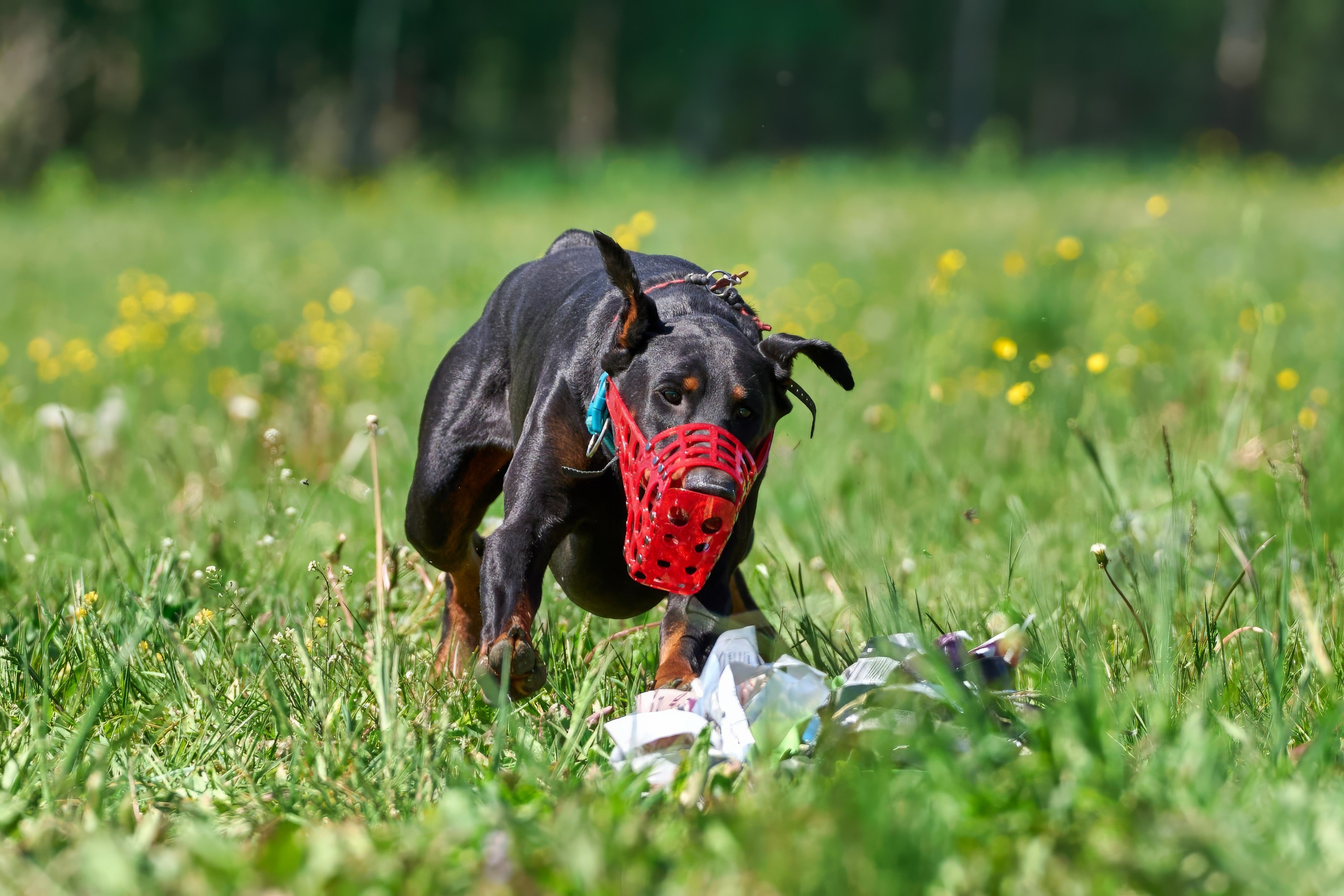 Тренировка по курсингу Донино. Фотограф-анималист Михаил Манухин