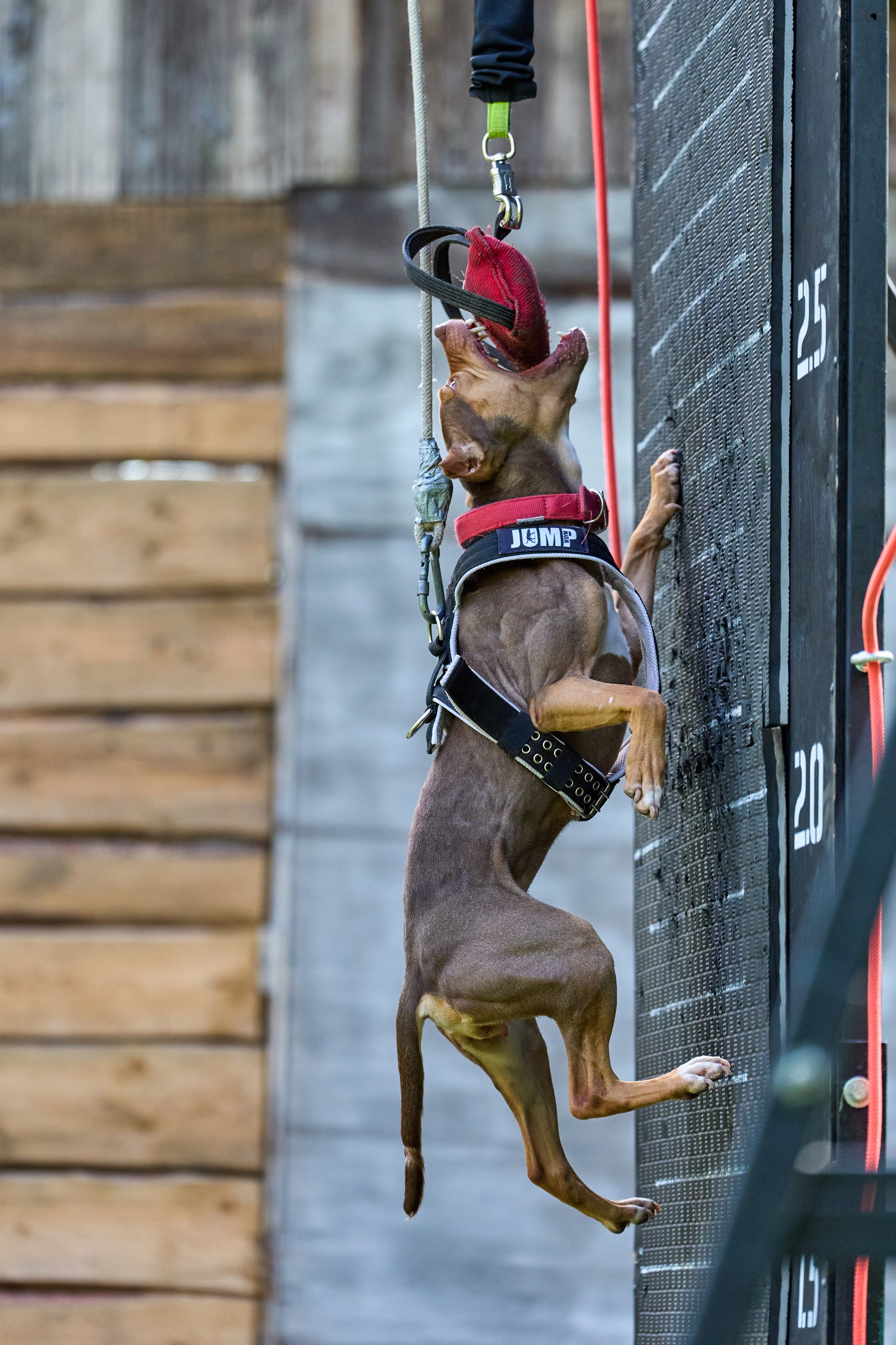 Фотосессия на площадке Jump'n'Gym. Фотограф-анималист Михаил Манухин