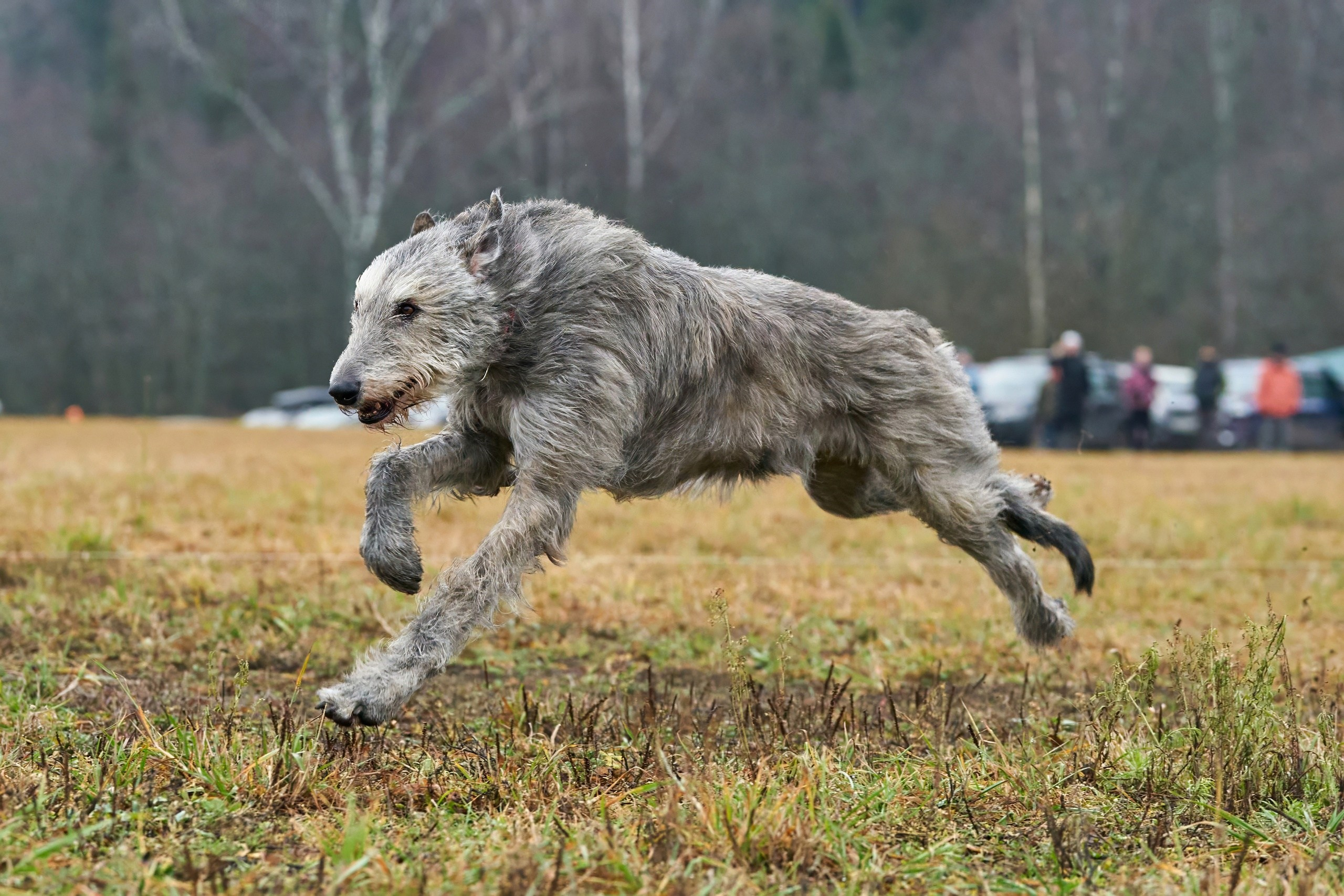 Состязания свор «Тройки». Фотограф-анималист Михаил Манухин
