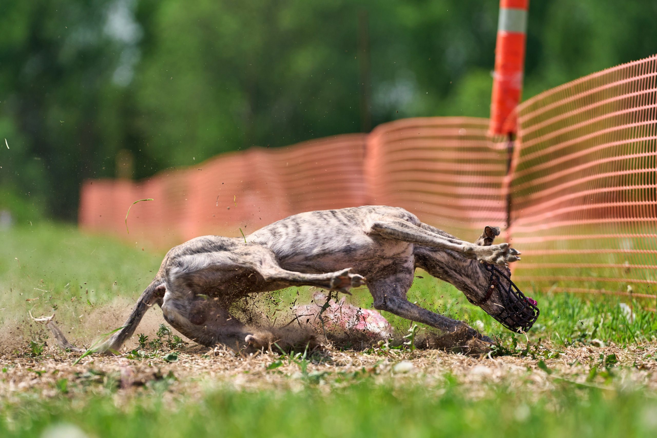 Квалификация по рейсингу. РАЛББ и Курсинг на Ярославке. Фотограф-анималист Михаил Манухин